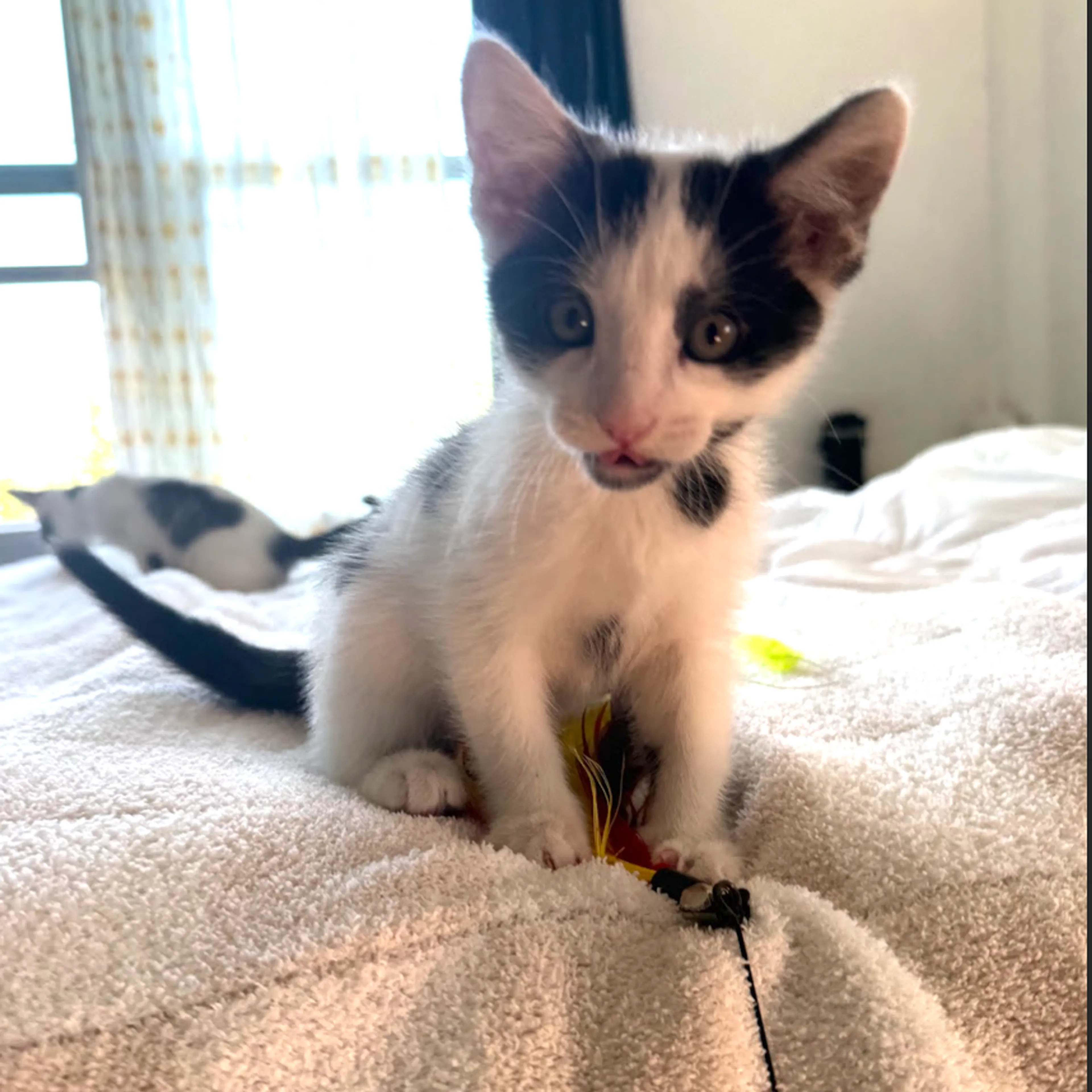 Found pet-2