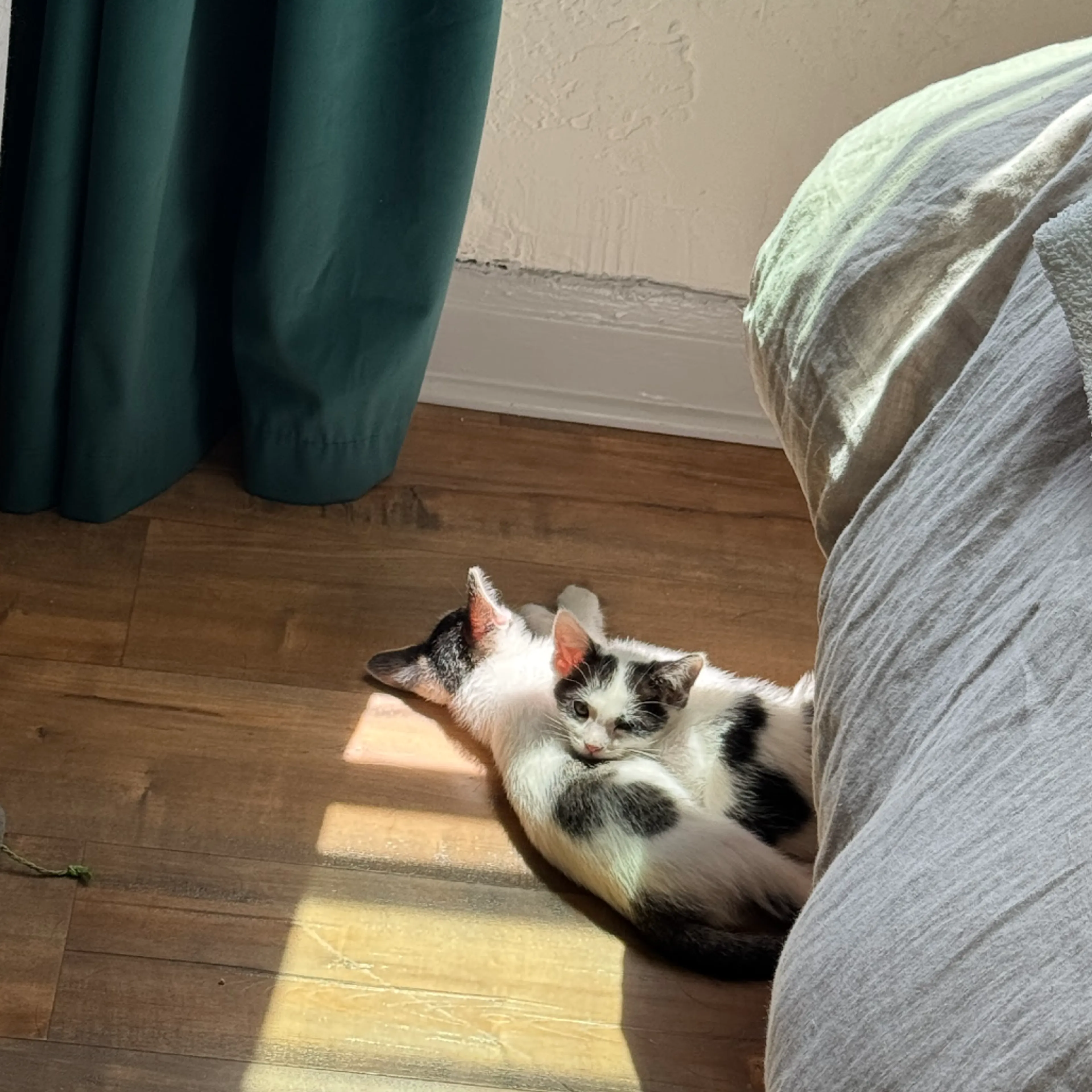 Found pet-4