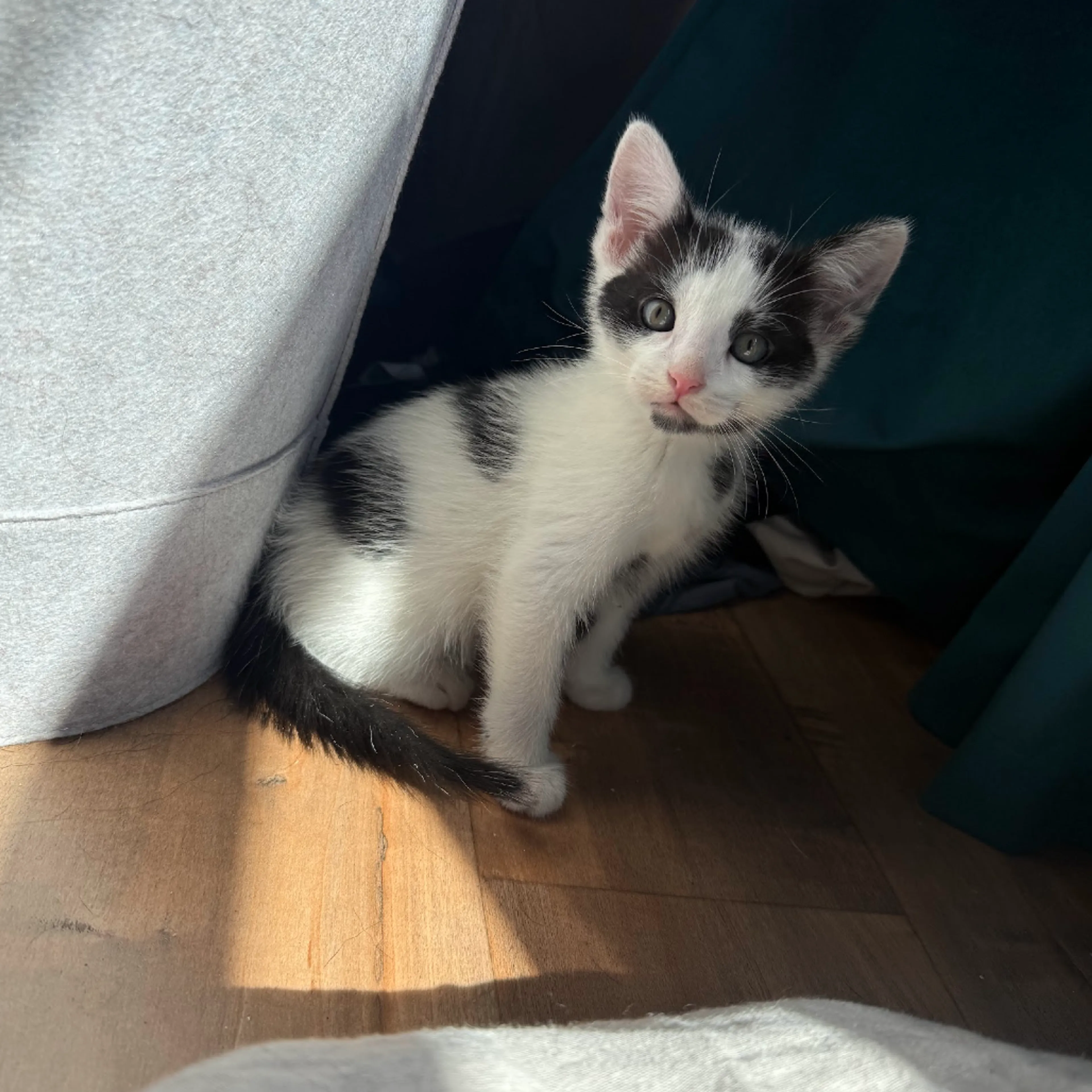 Found pet-9