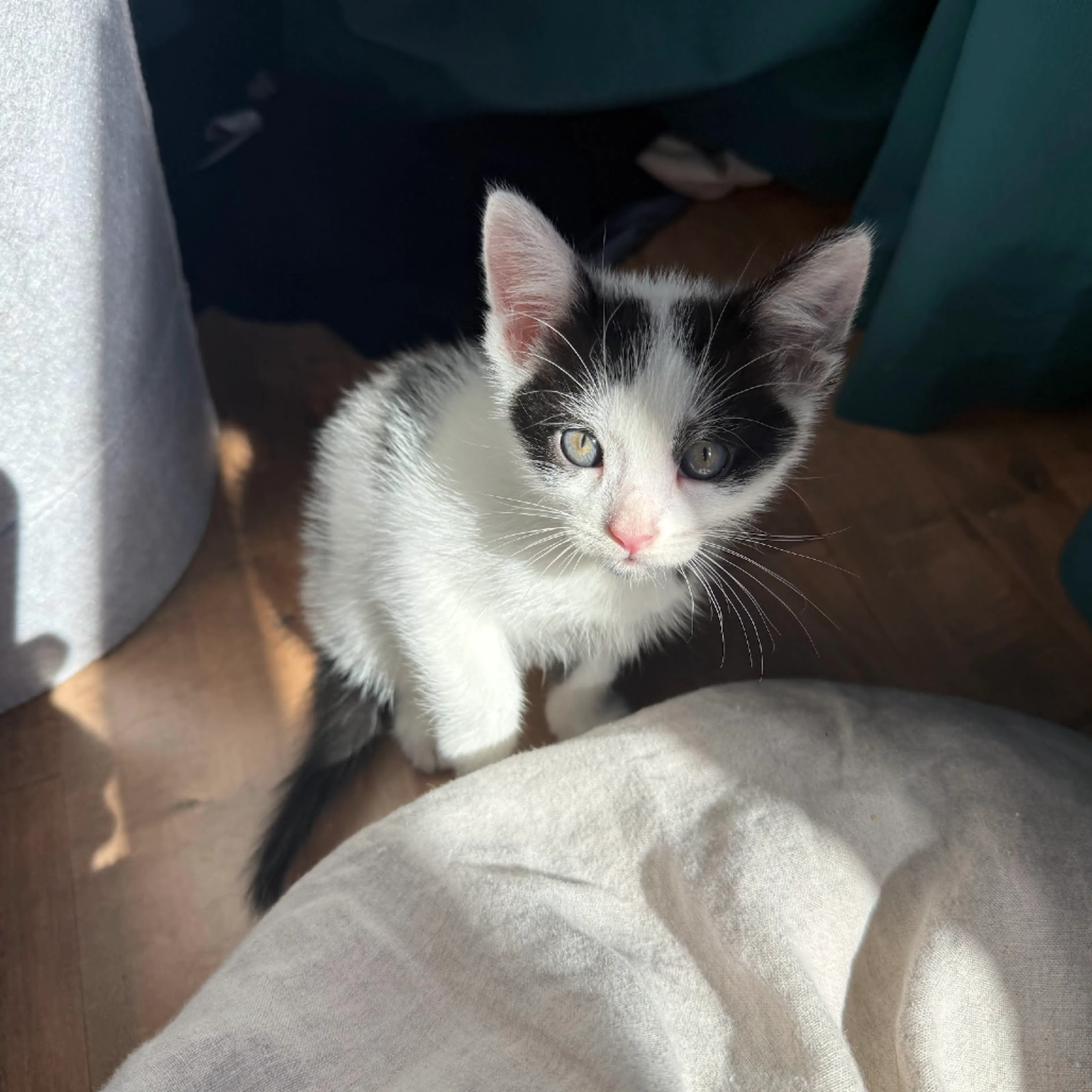 Found pet-0