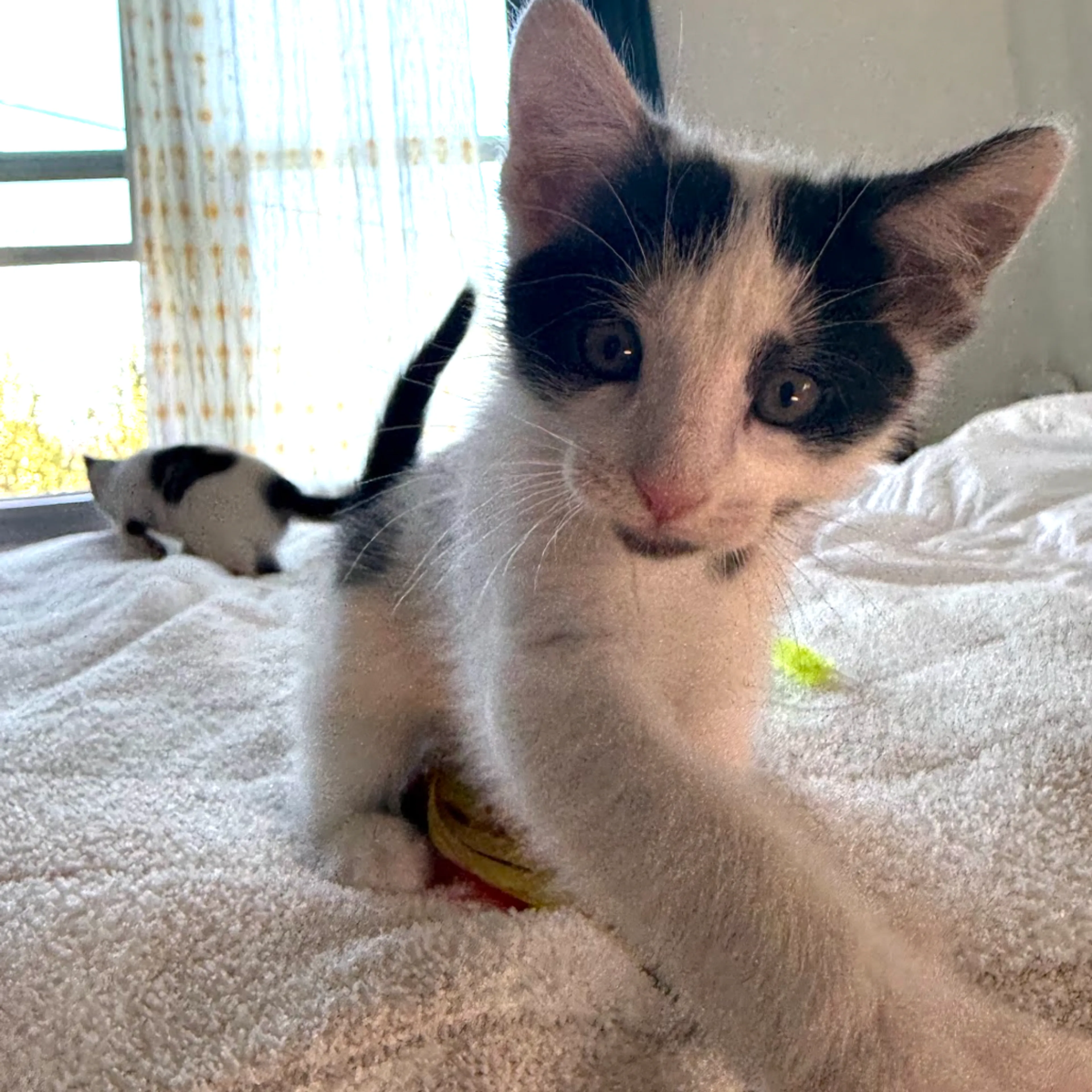 Found pet-1