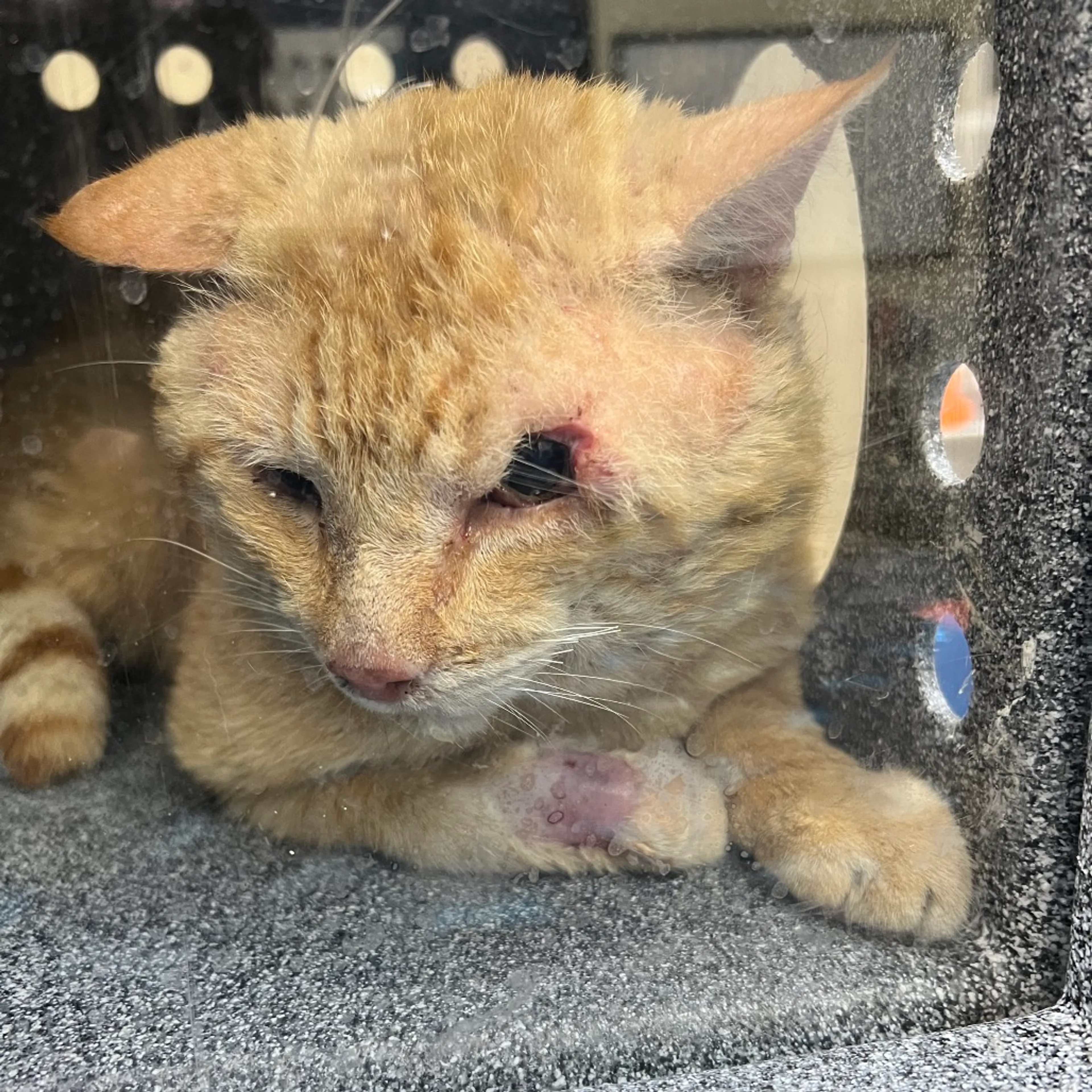 Found pet