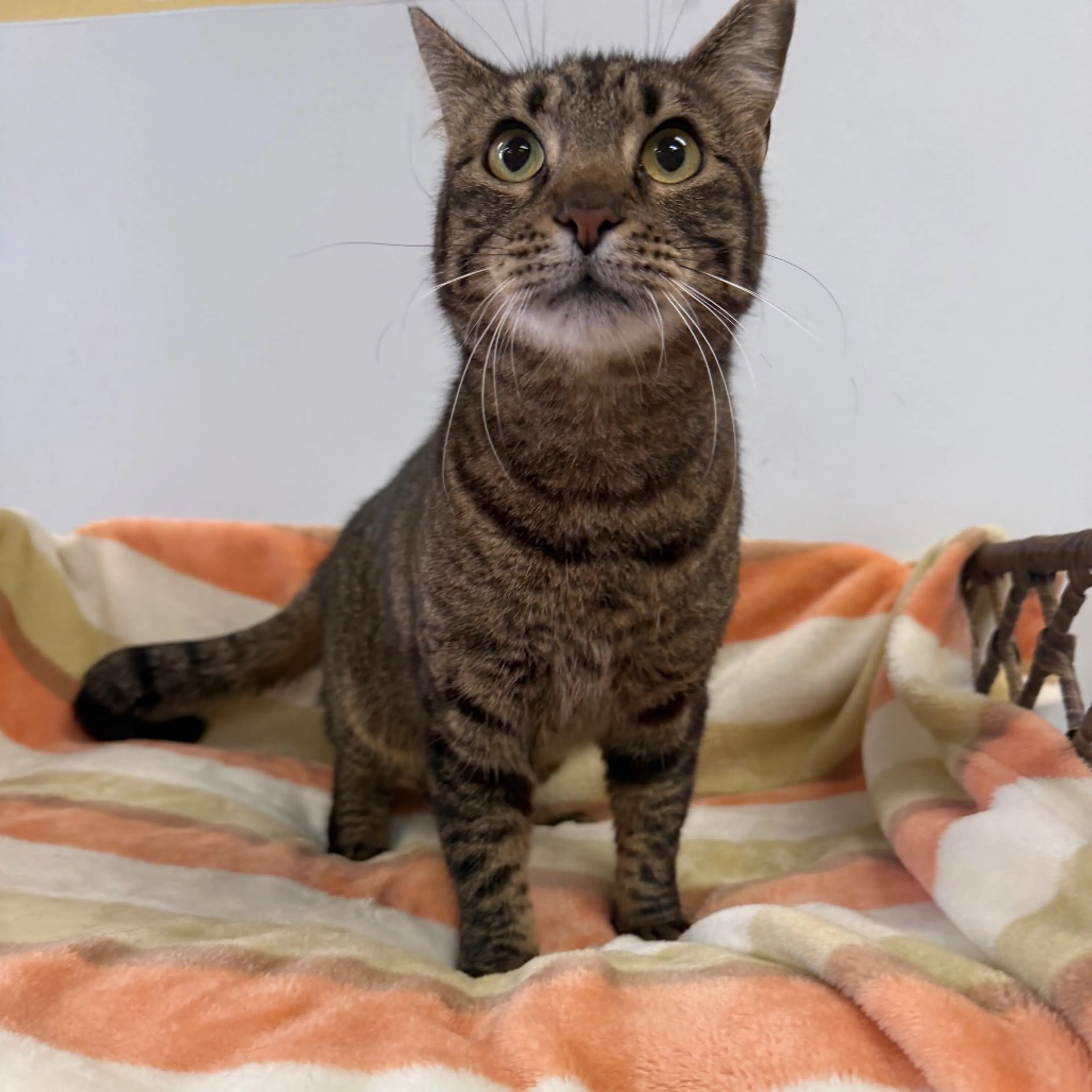 Found pet-2