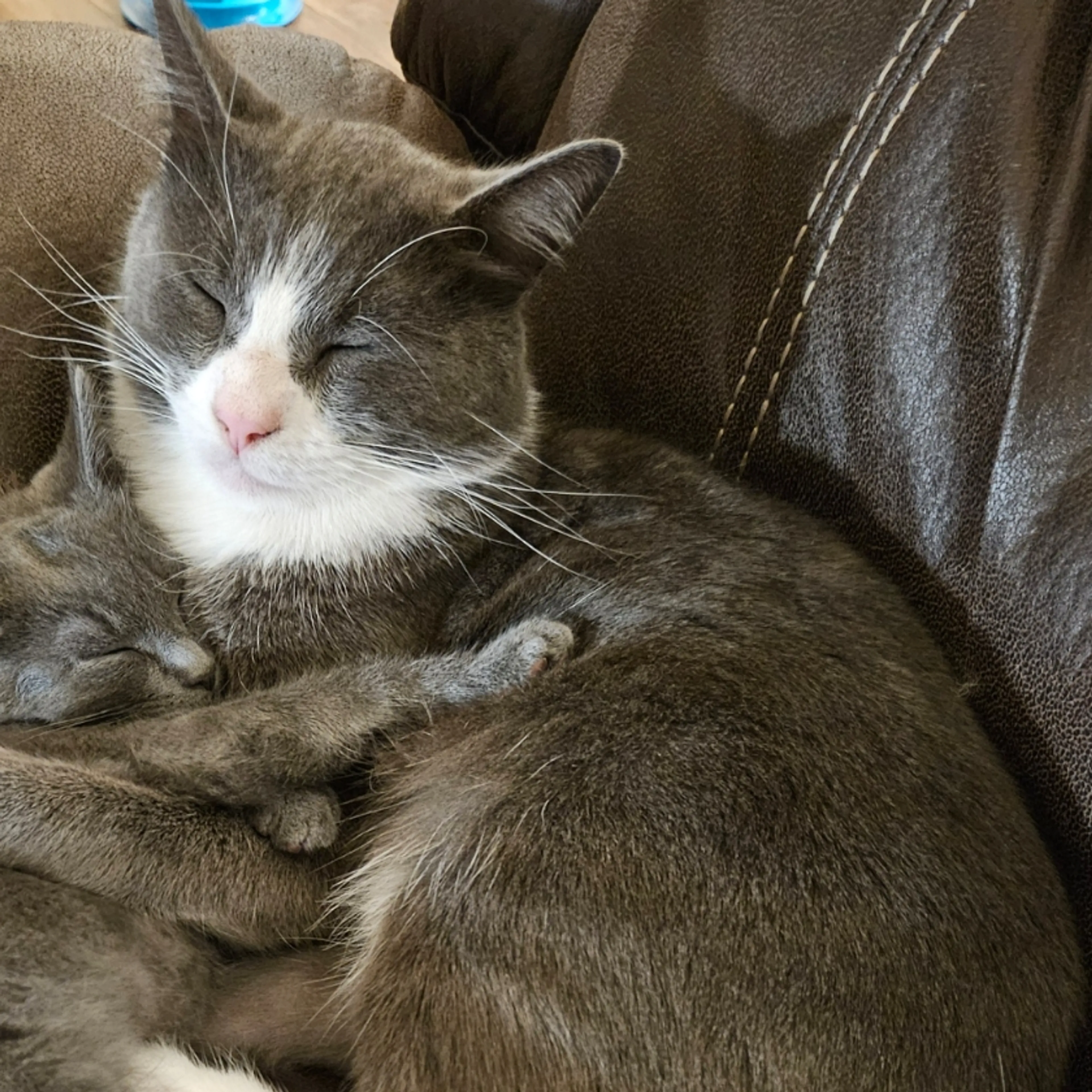 Lost pet-1