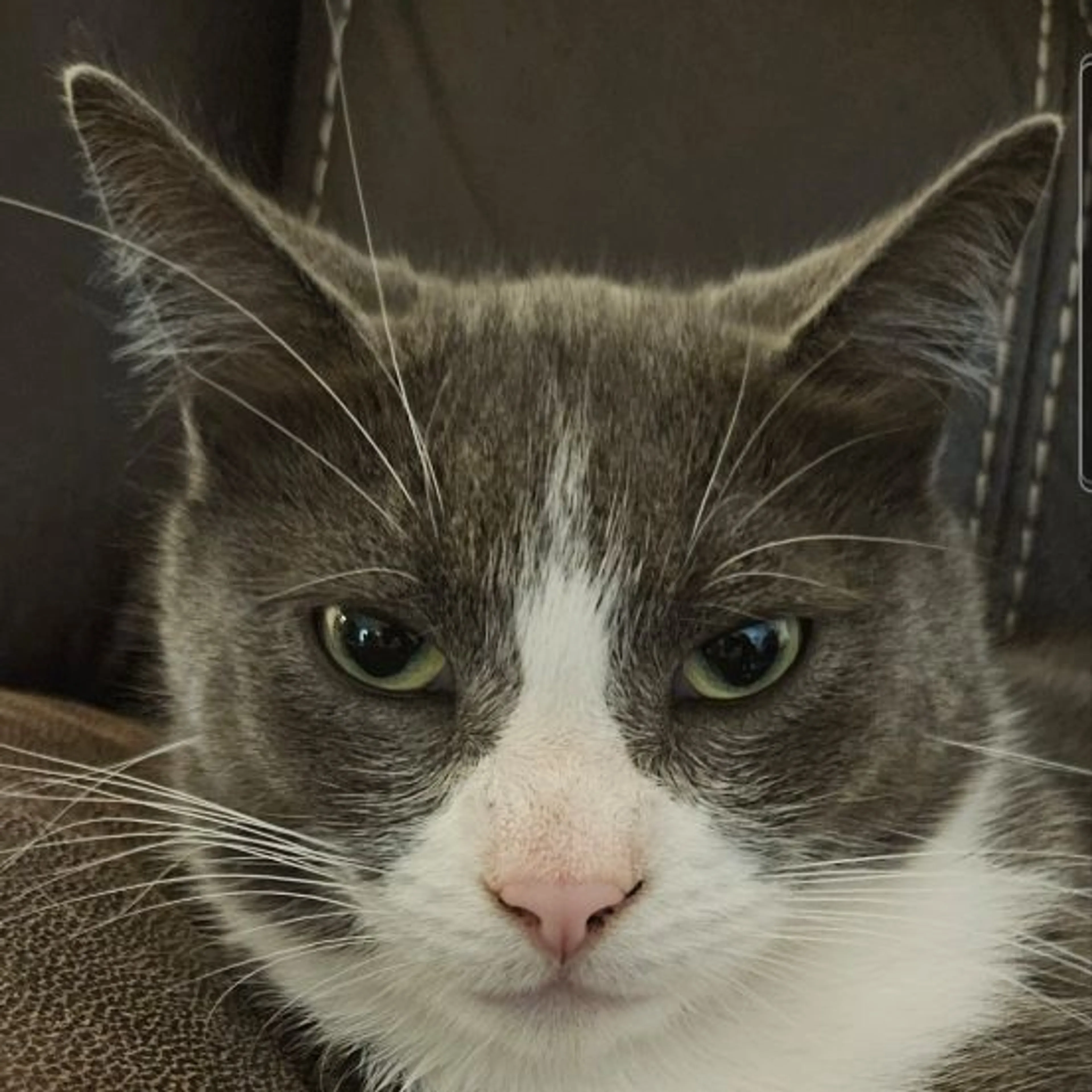 Lost pet-0