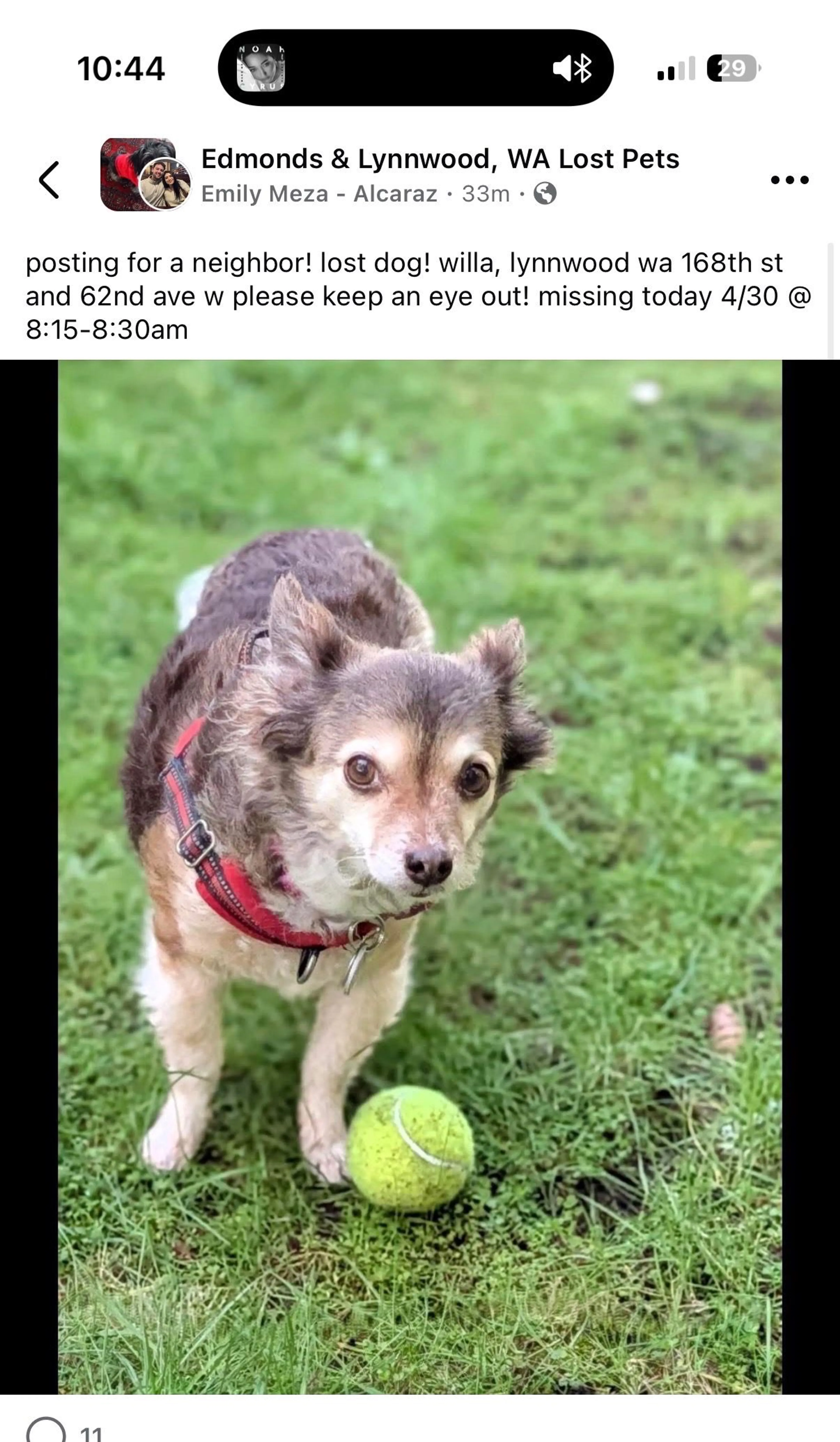 Lost pet
