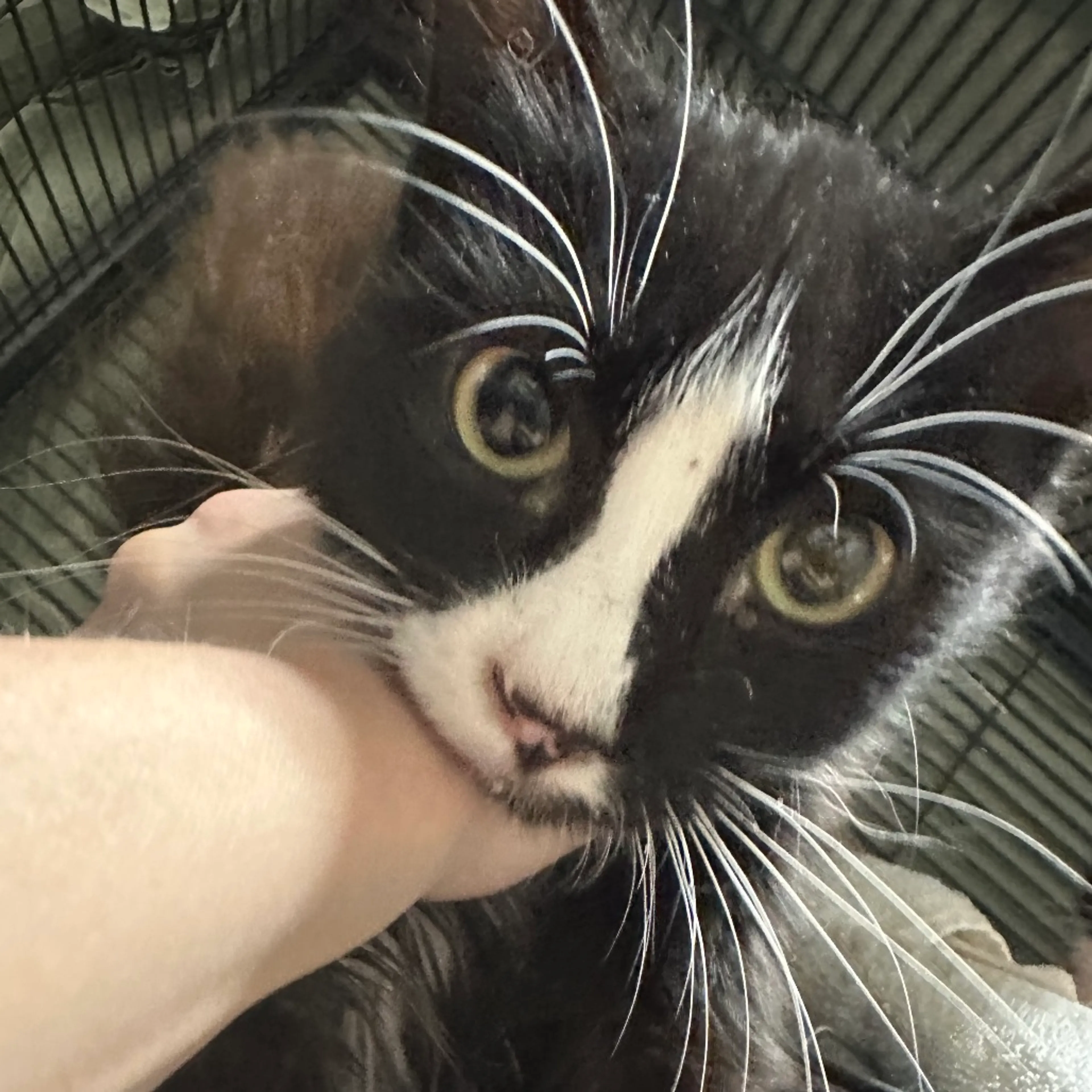 Found pet-1
