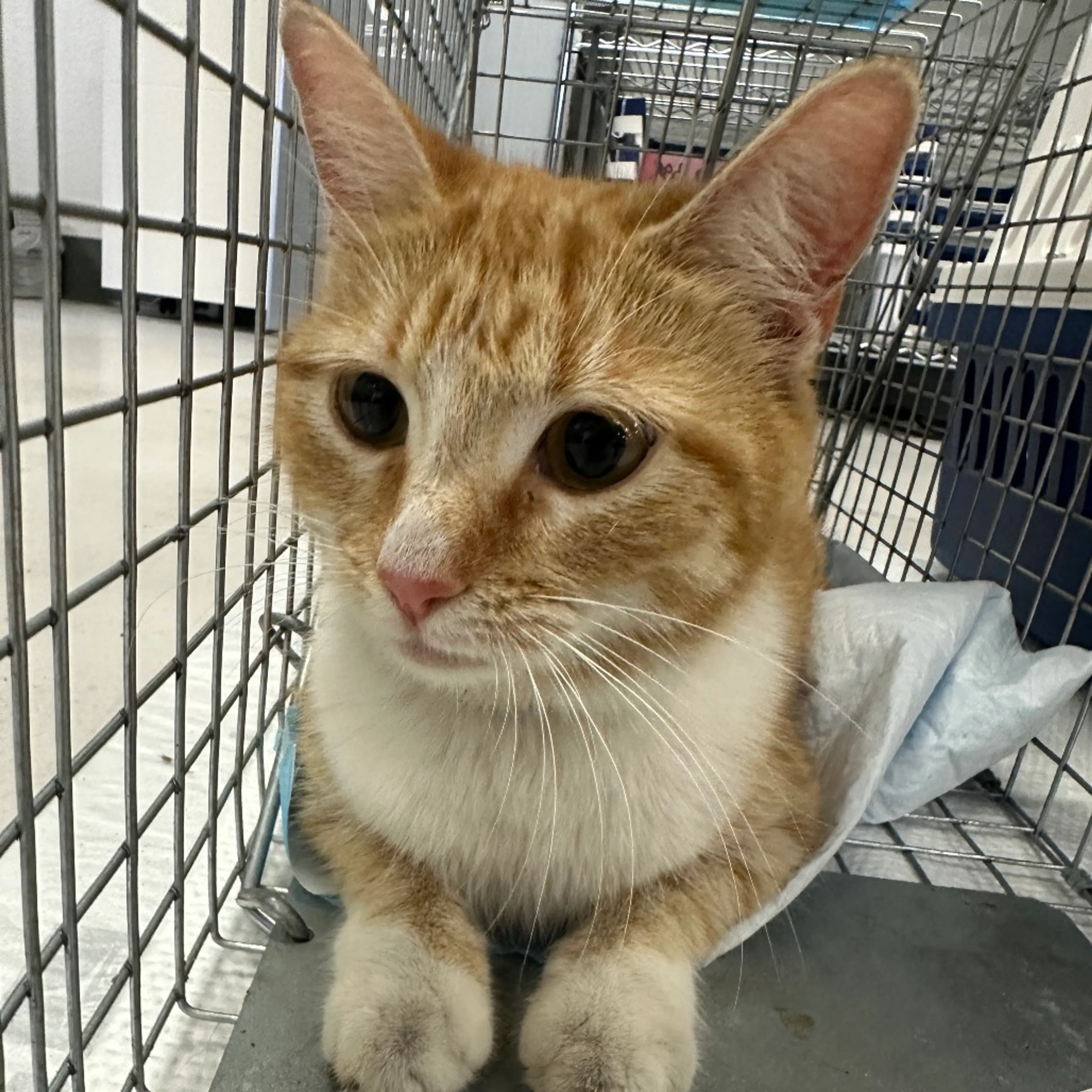 Found pet-1
