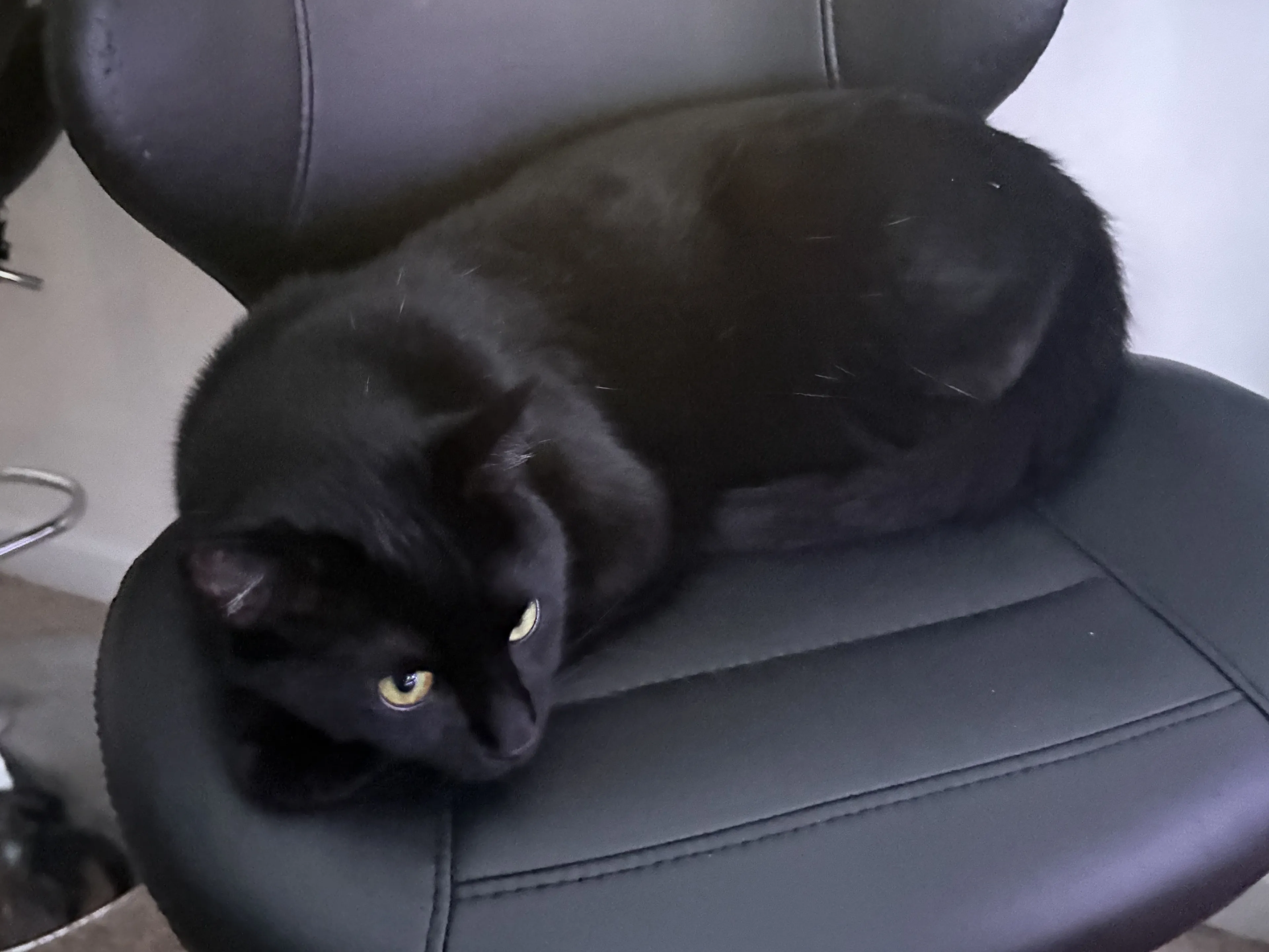 Lost pet-1