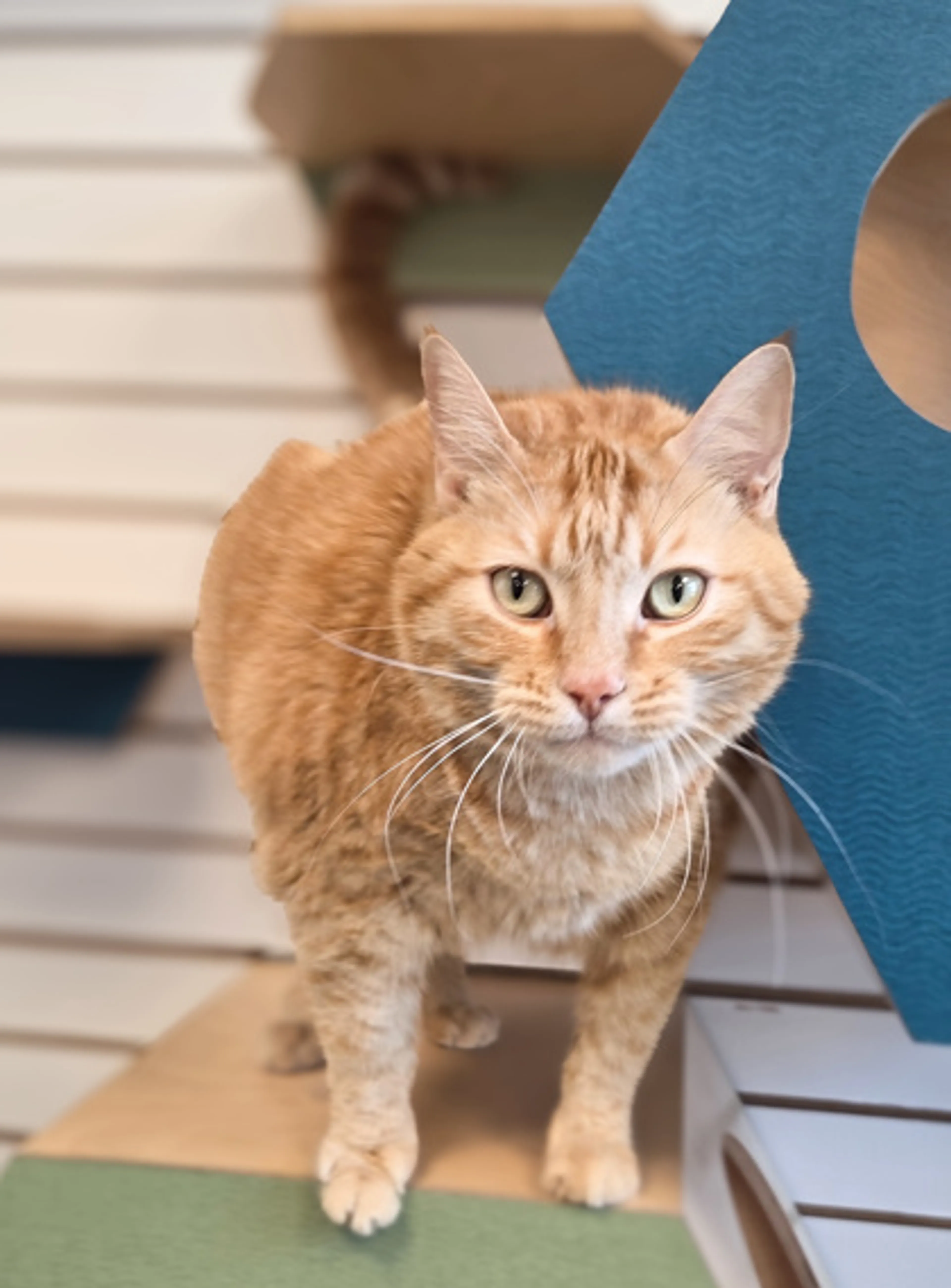 Found pet
