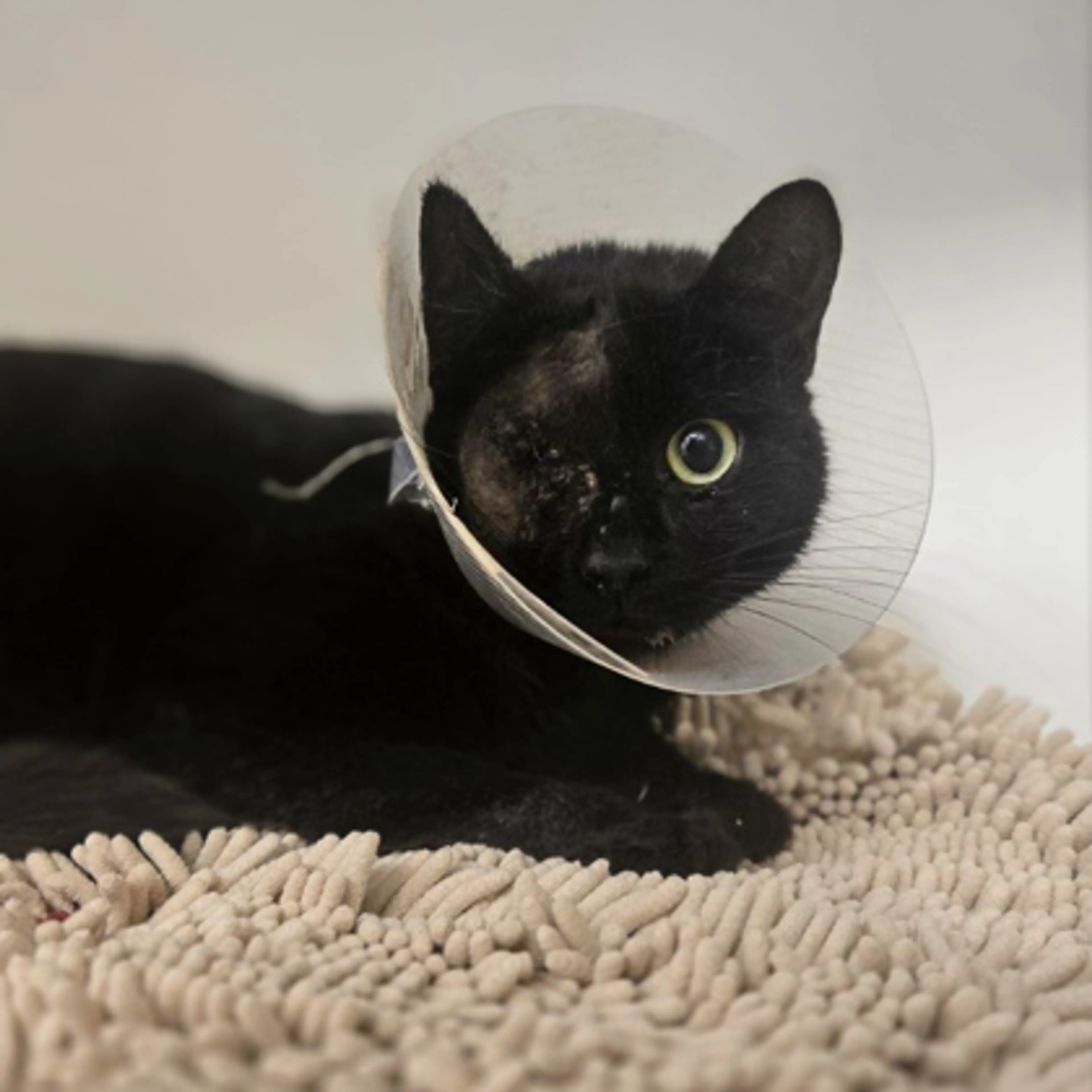 Found pet-1