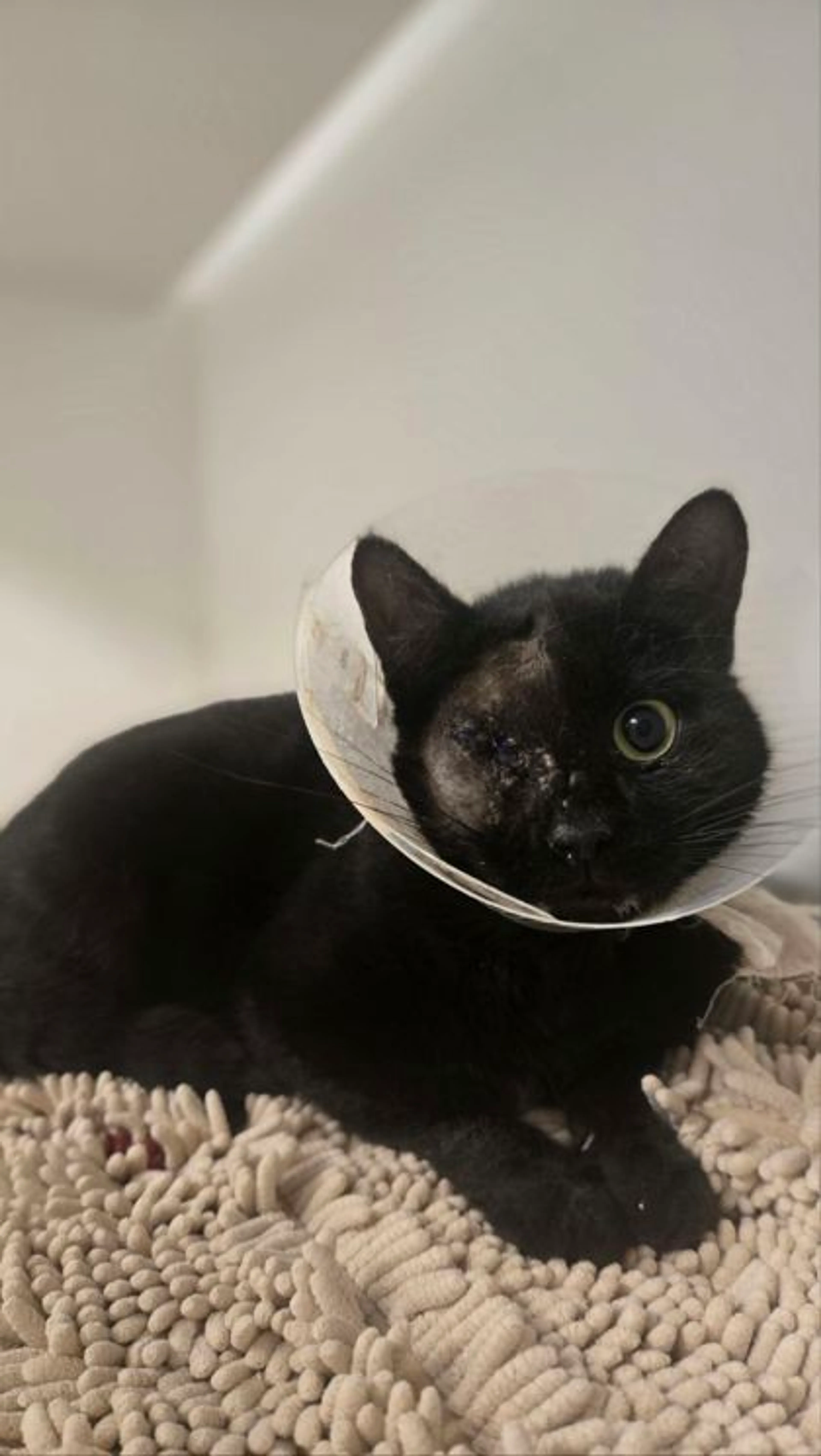Found pet-2