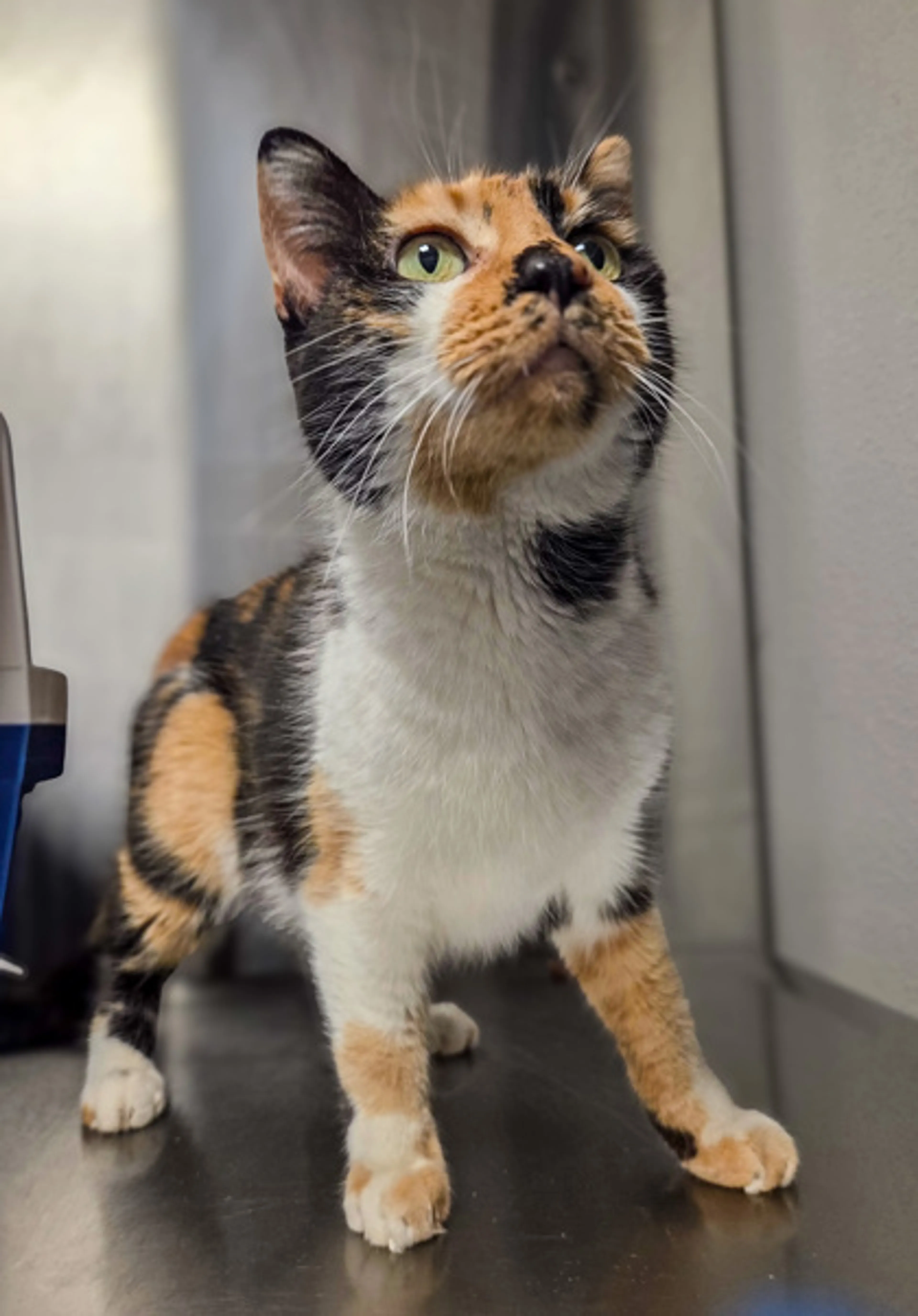 Found pet-1