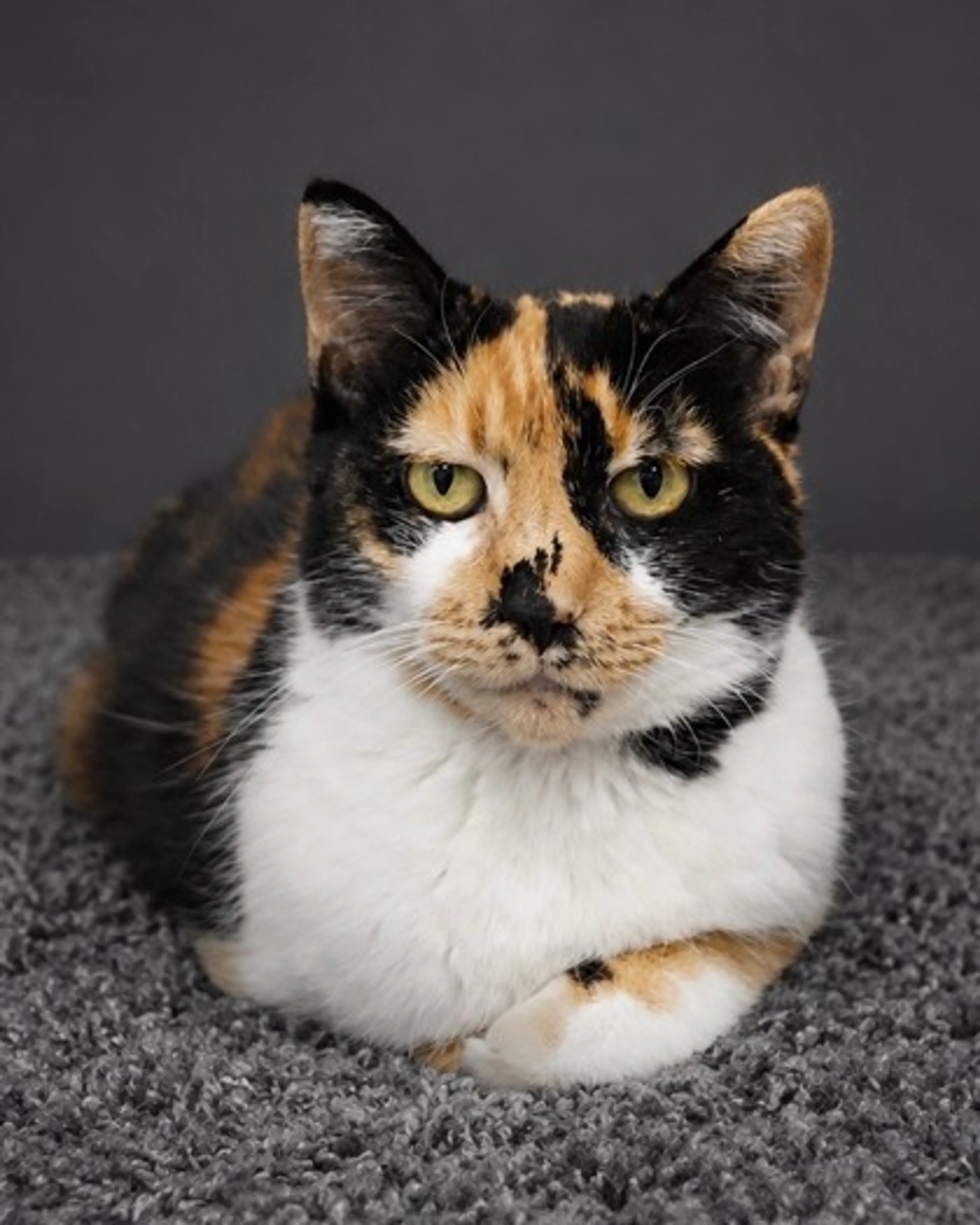Found pet-0