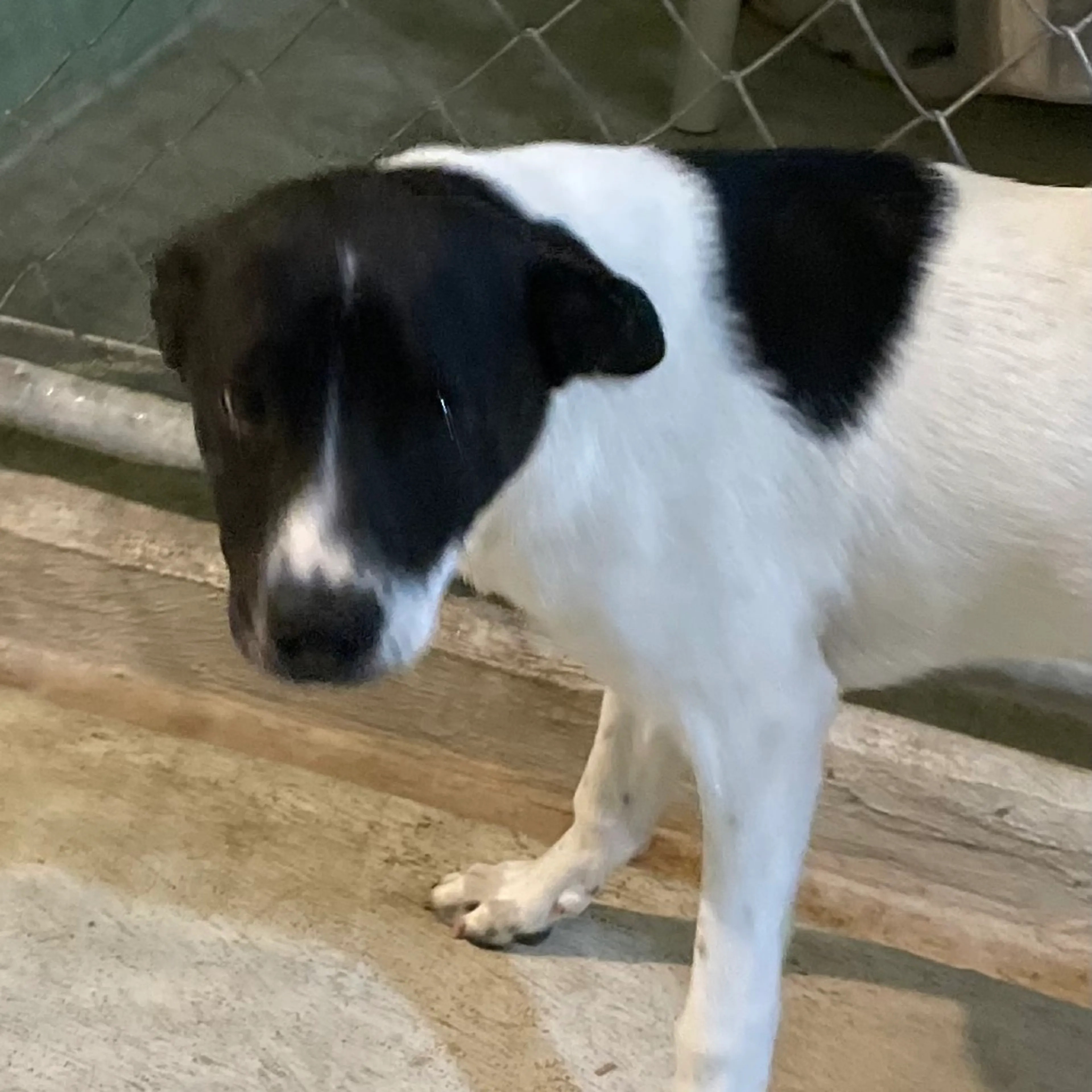 Found pet-1