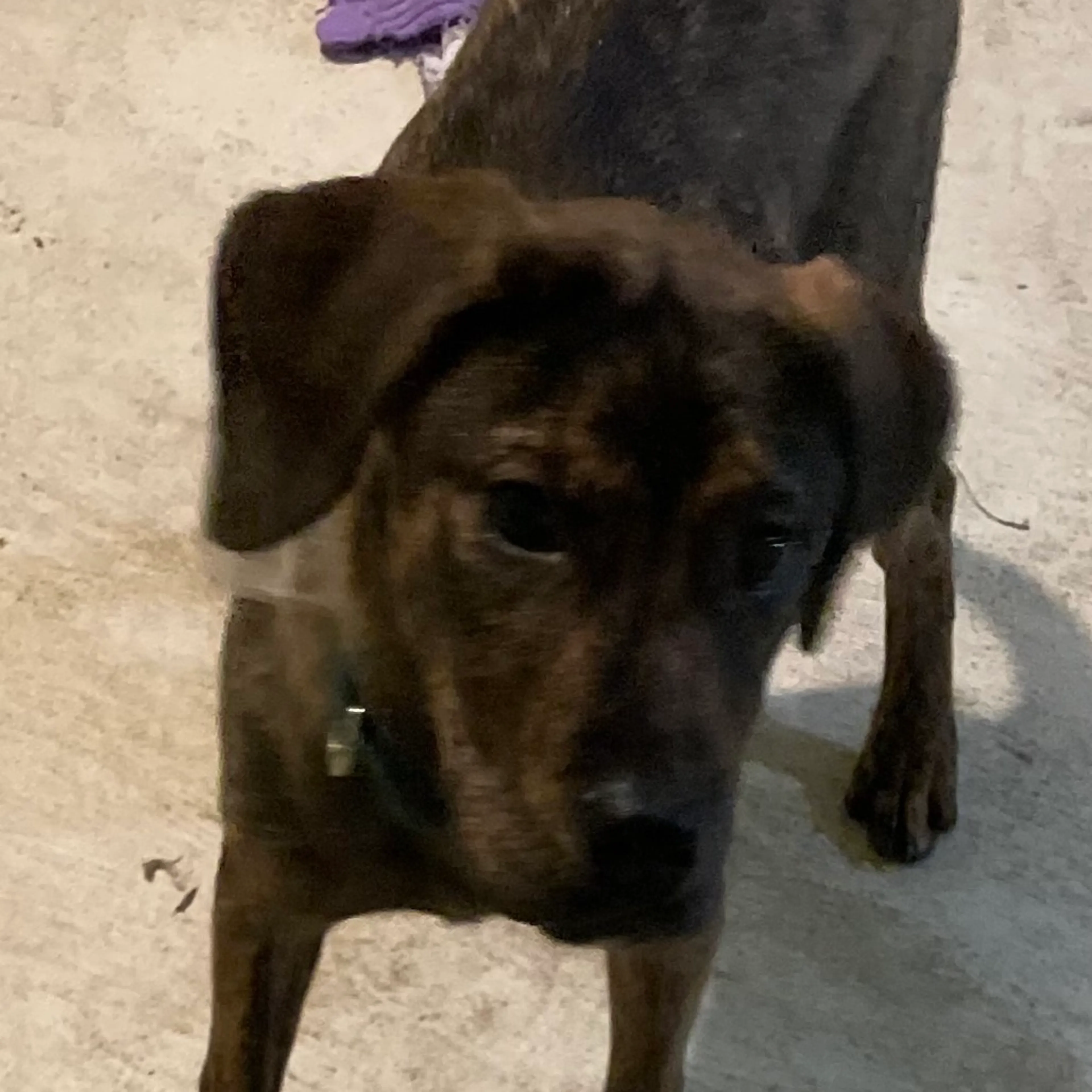 Found pet-1