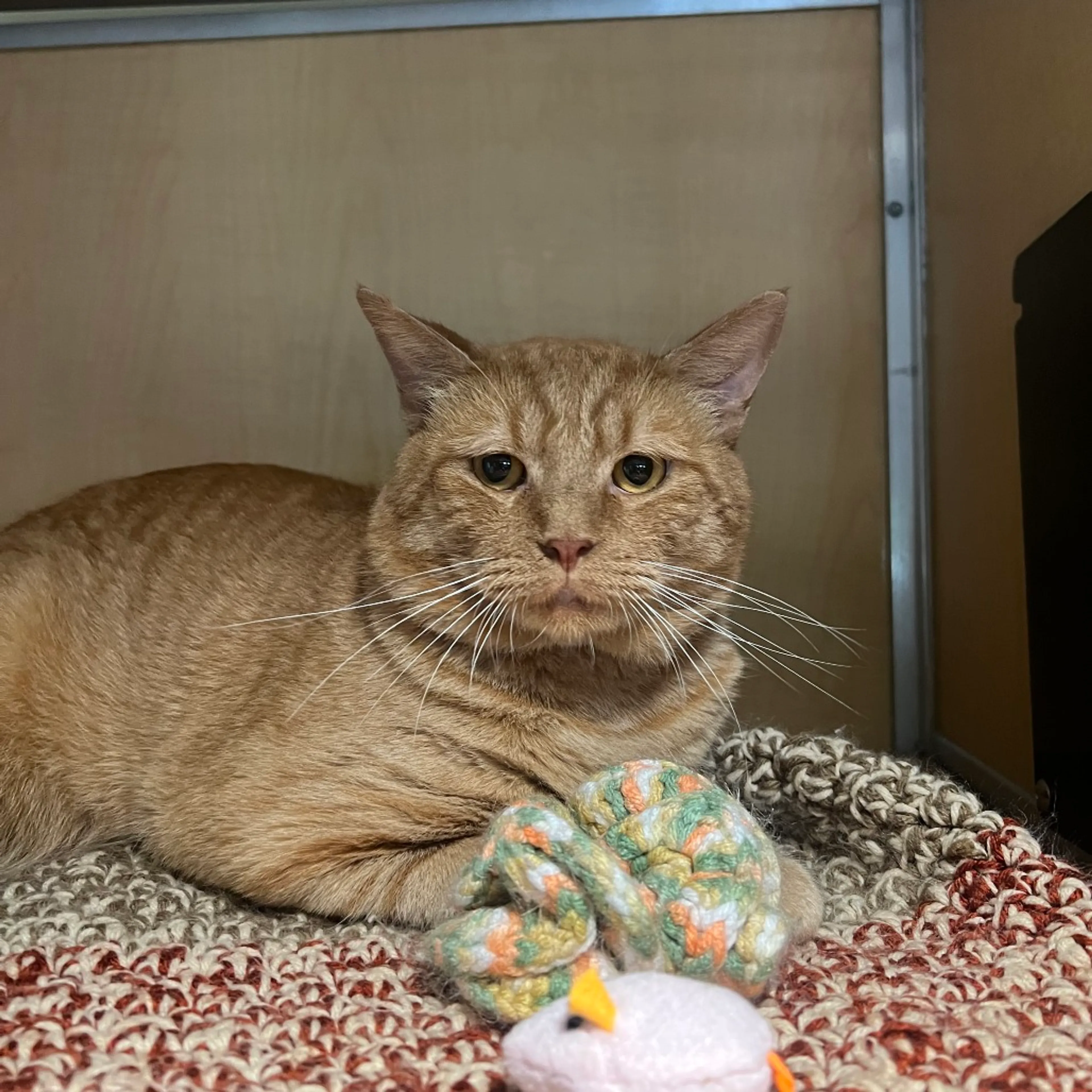 Found pet