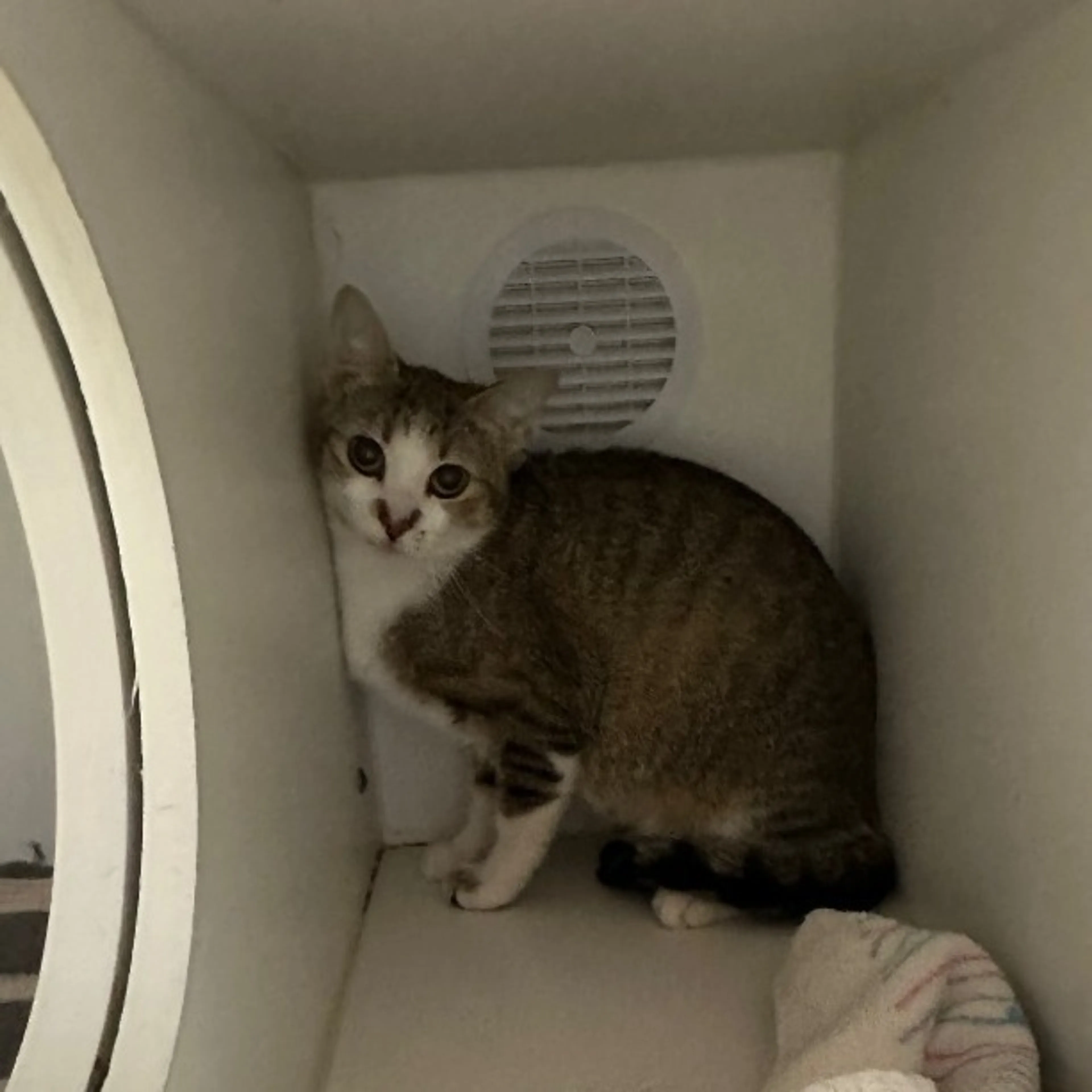 Found pet
