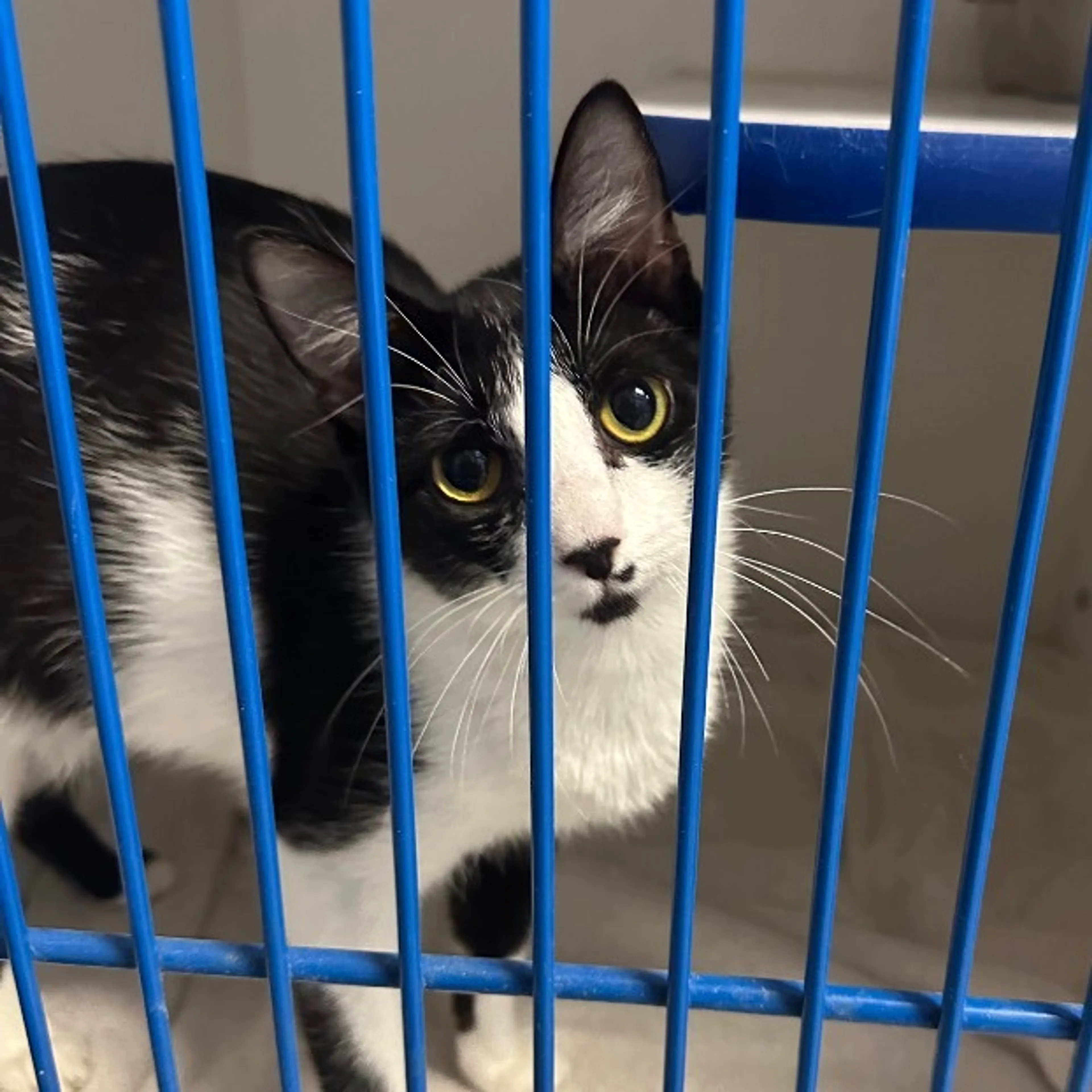 Found pet