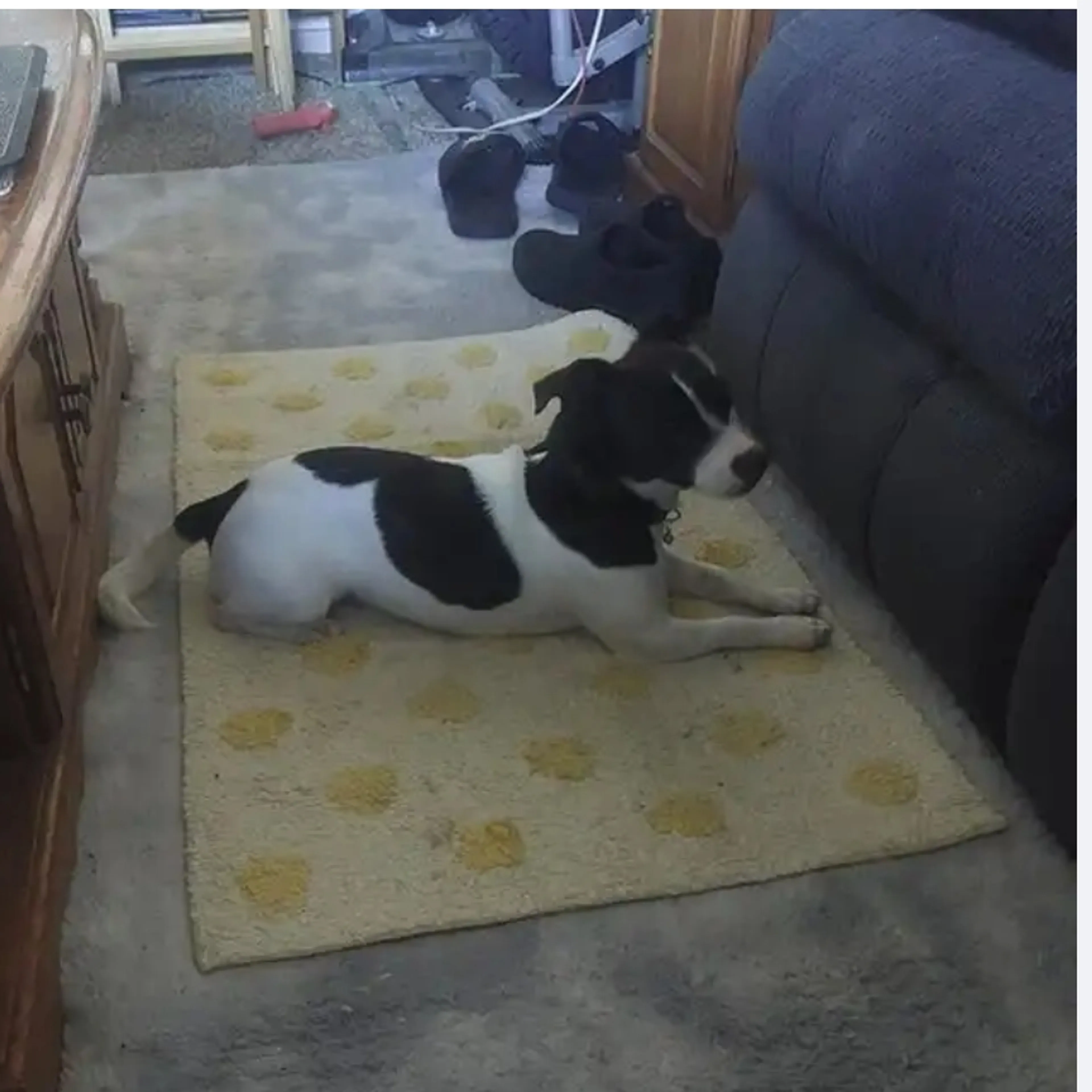 Found pet-1