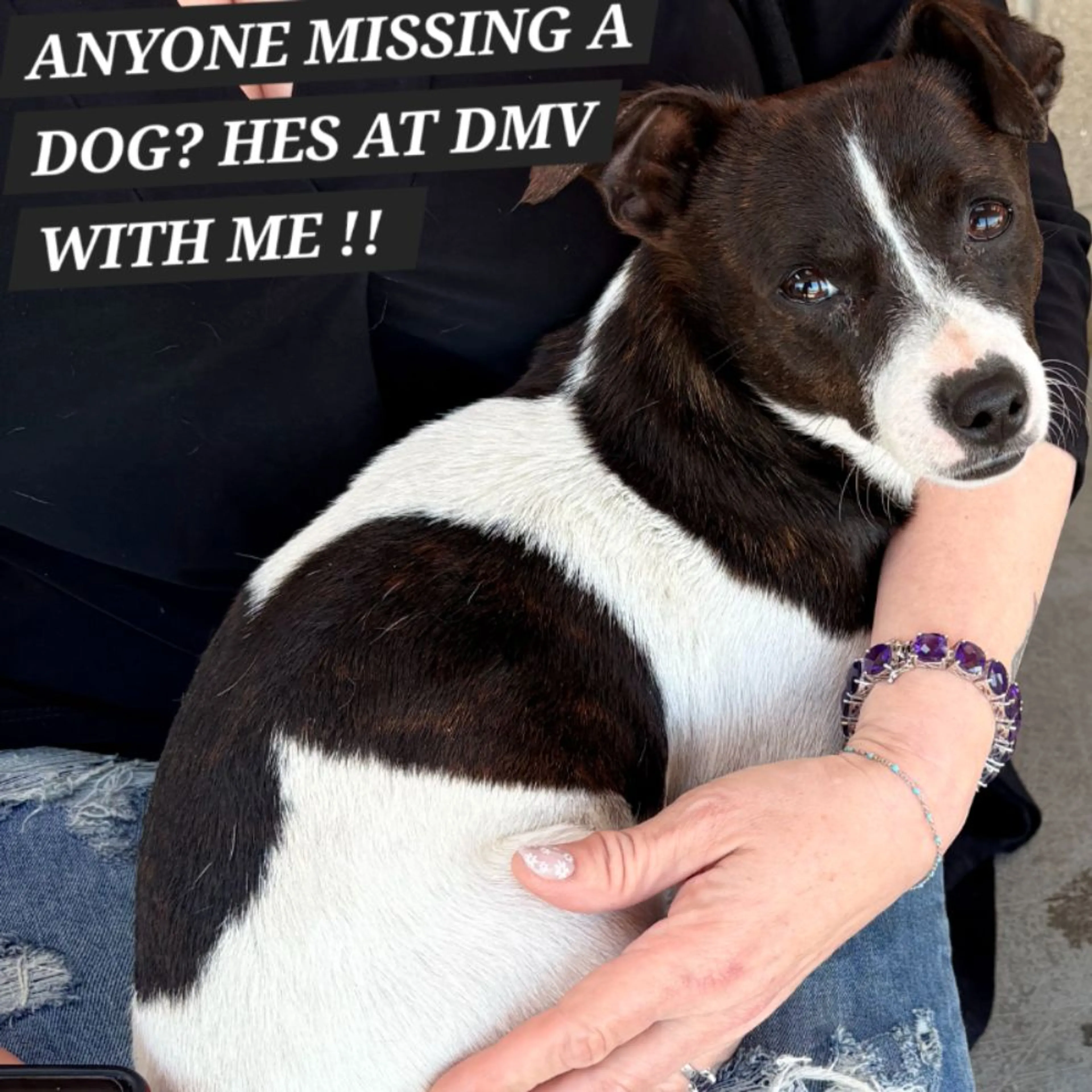 Found pet-0