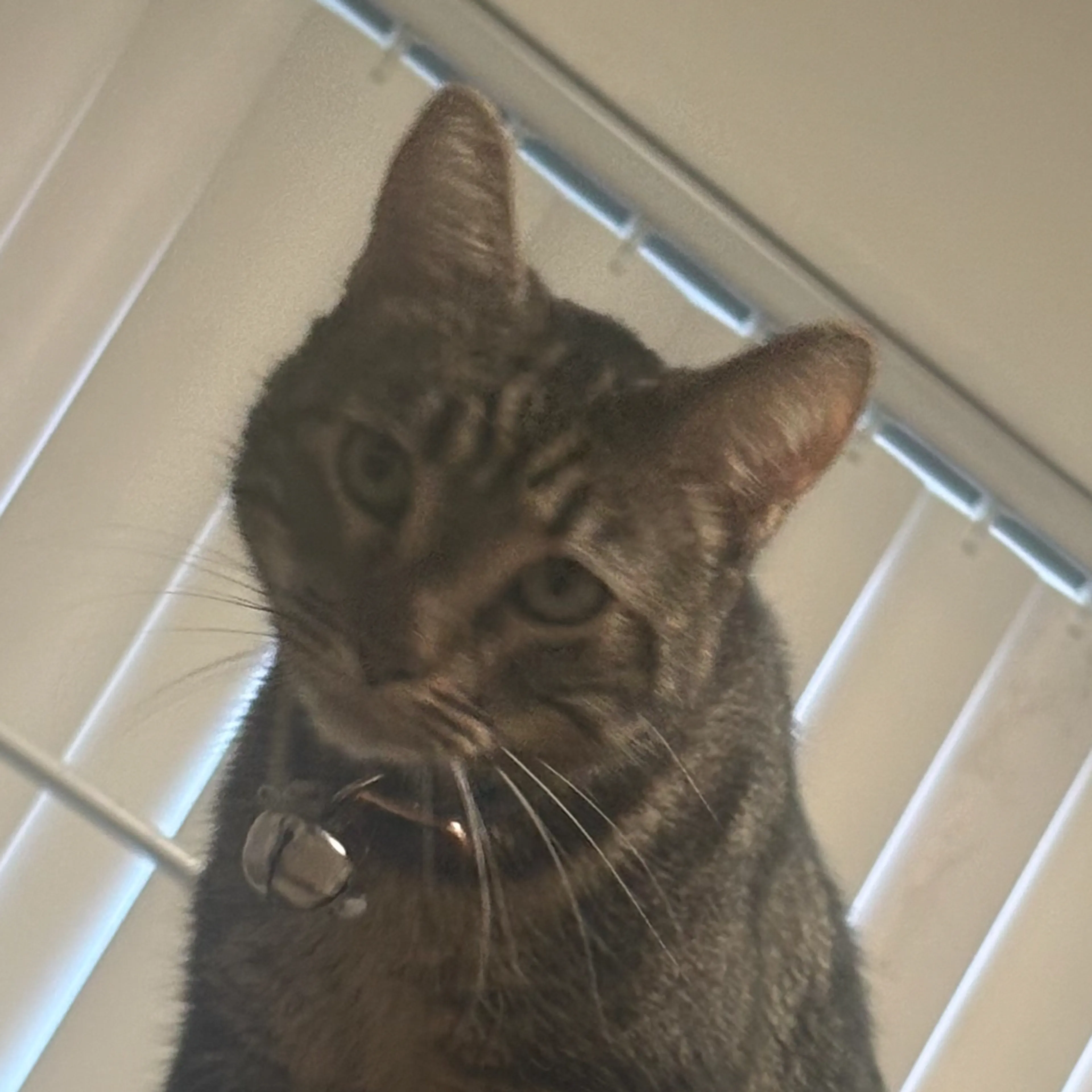 Lost pet-1