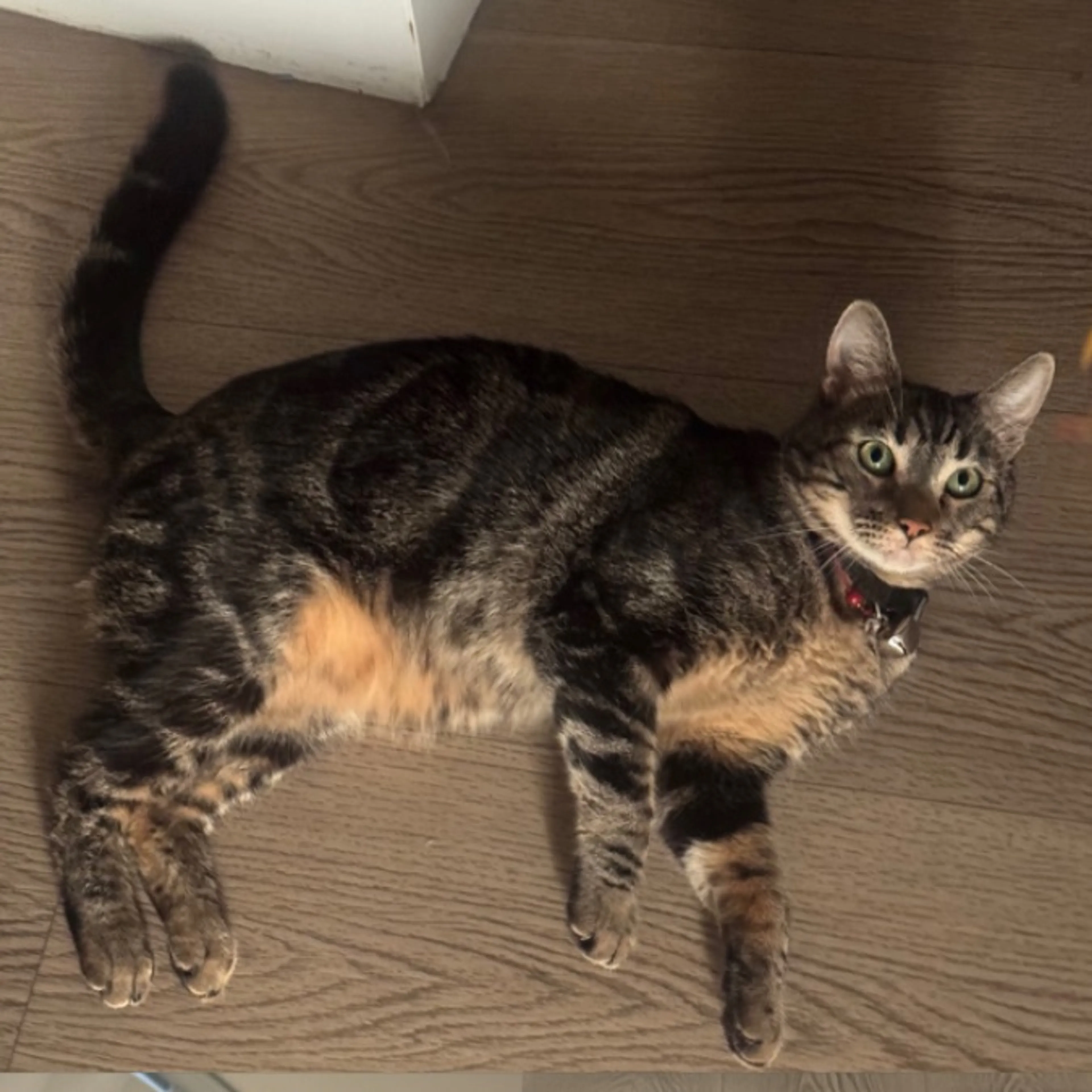 Lost pet-0