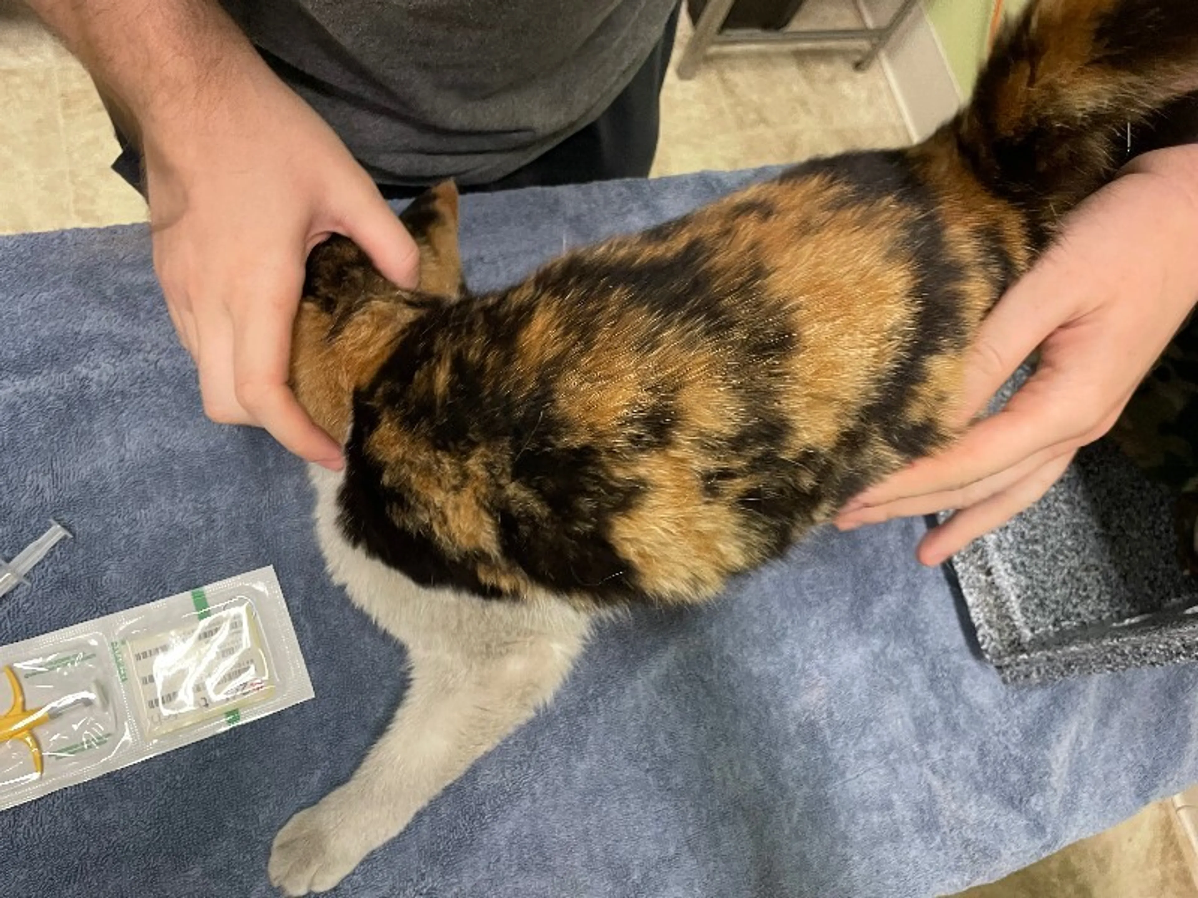 Found pet-4
