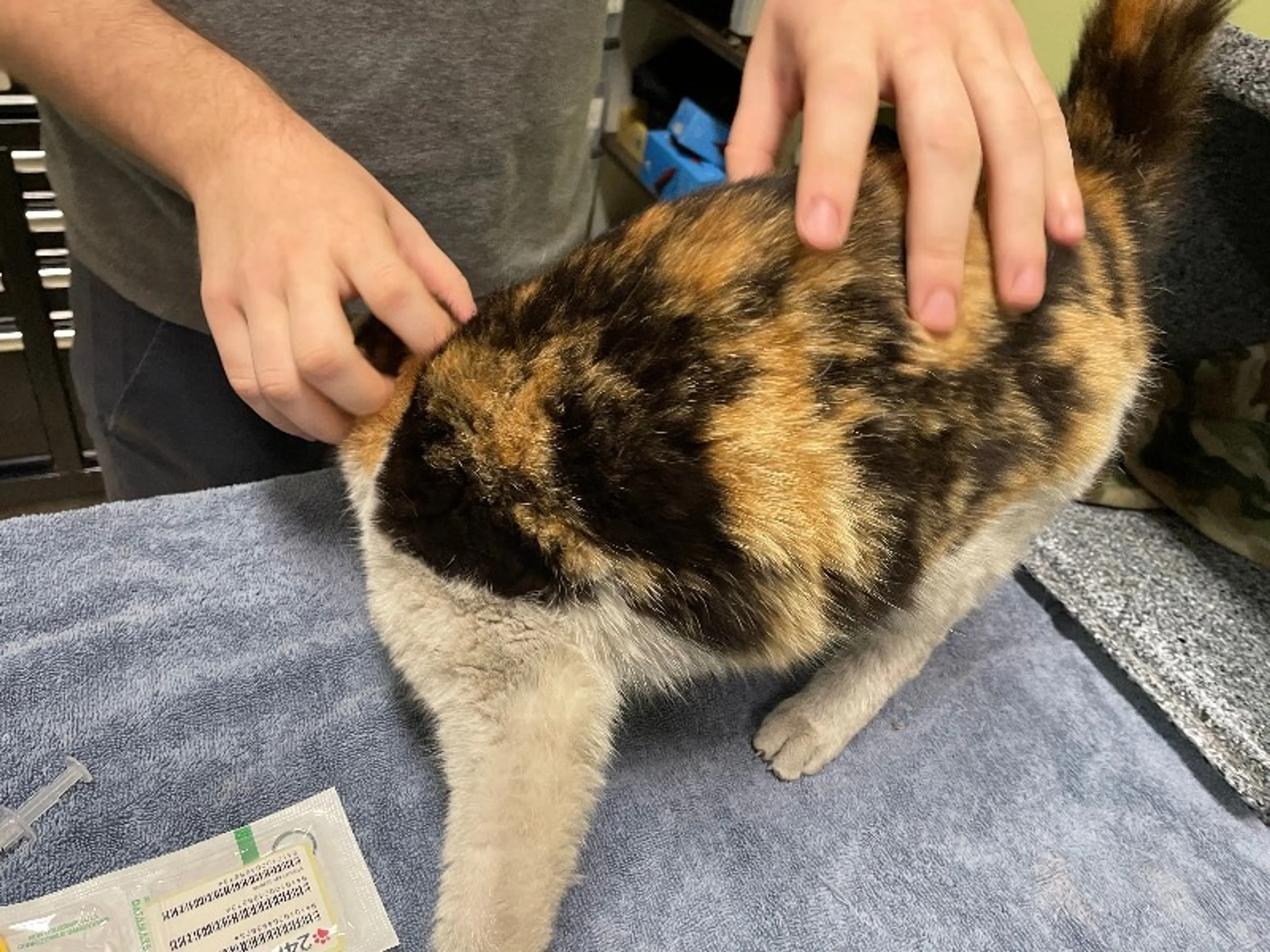 Found pet-2