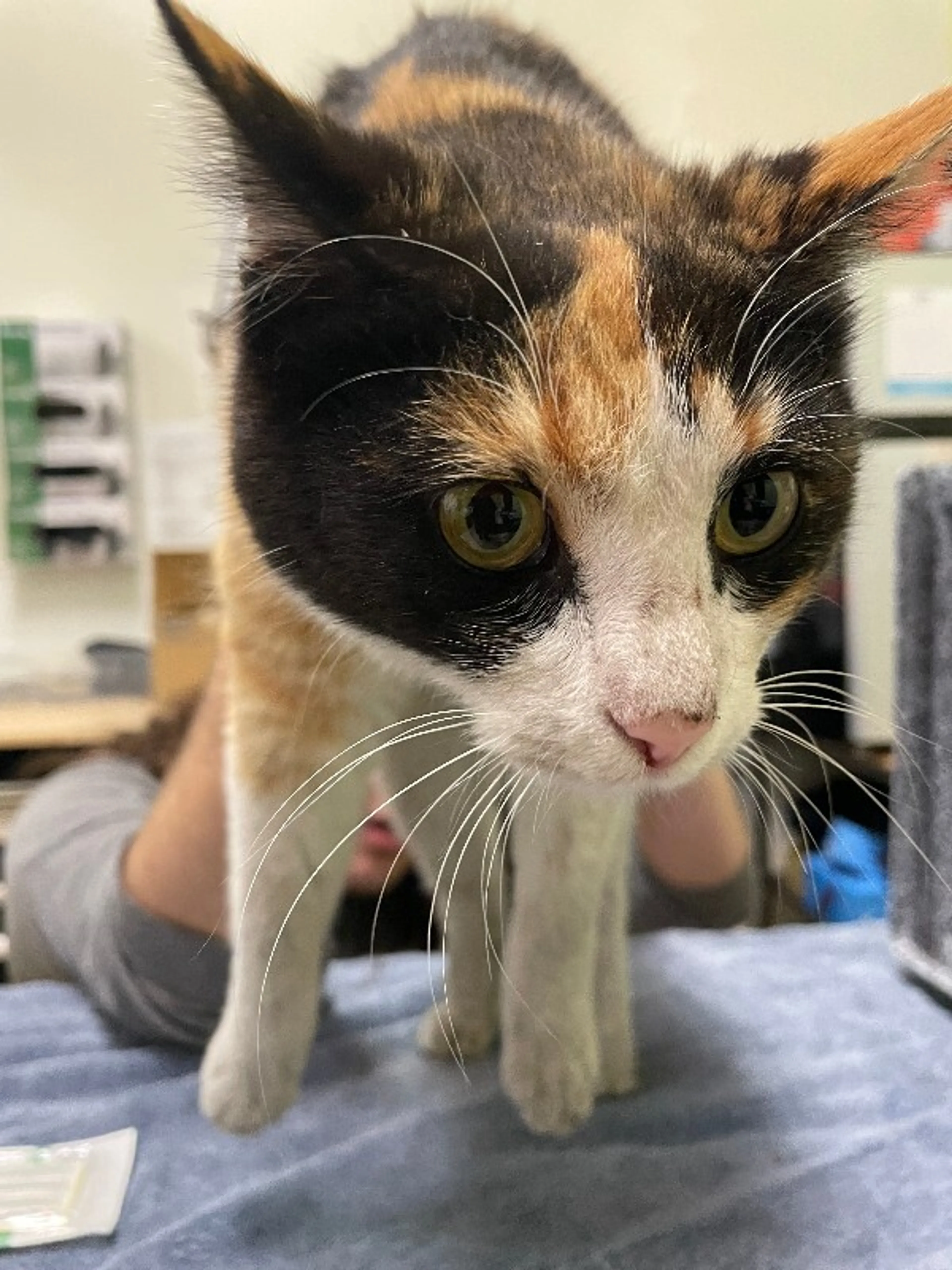 Found pet-1