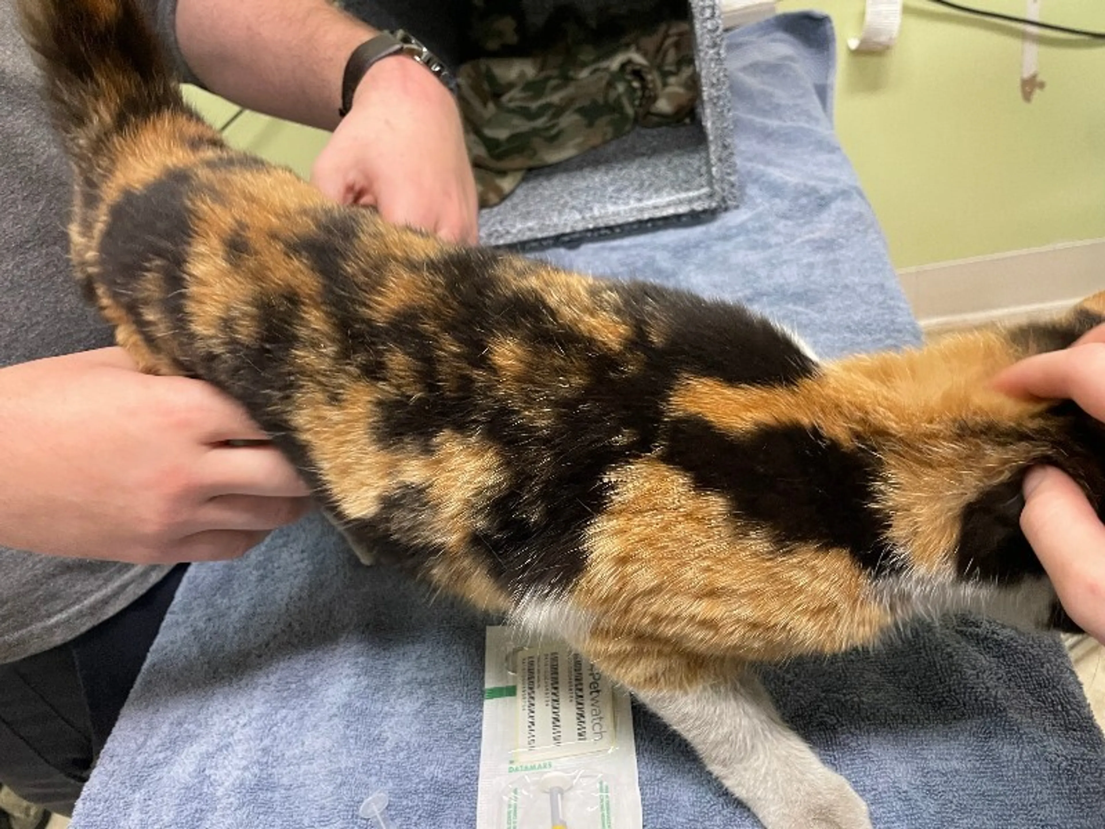 Found pet-3