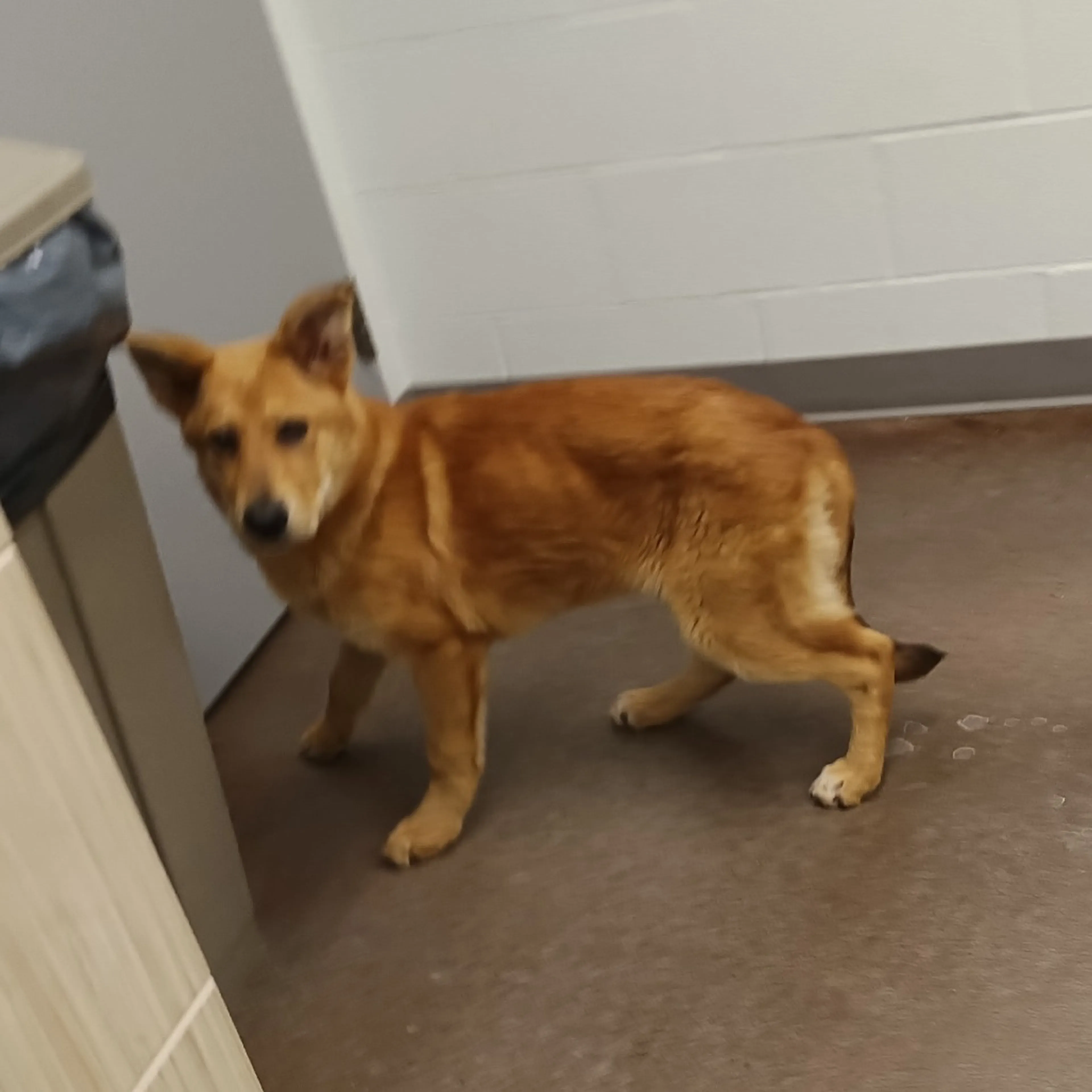 Found pet-2