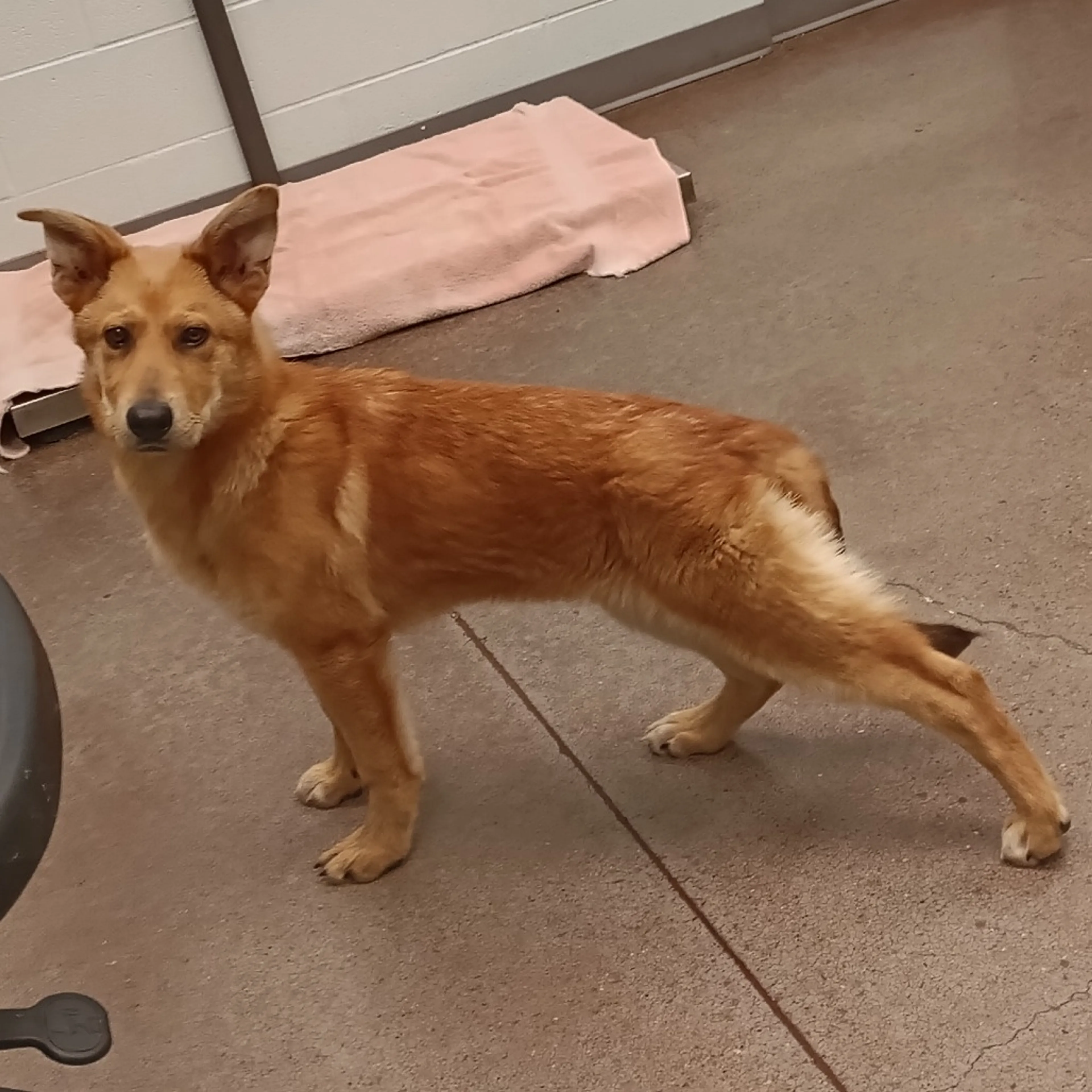 Found pet-3