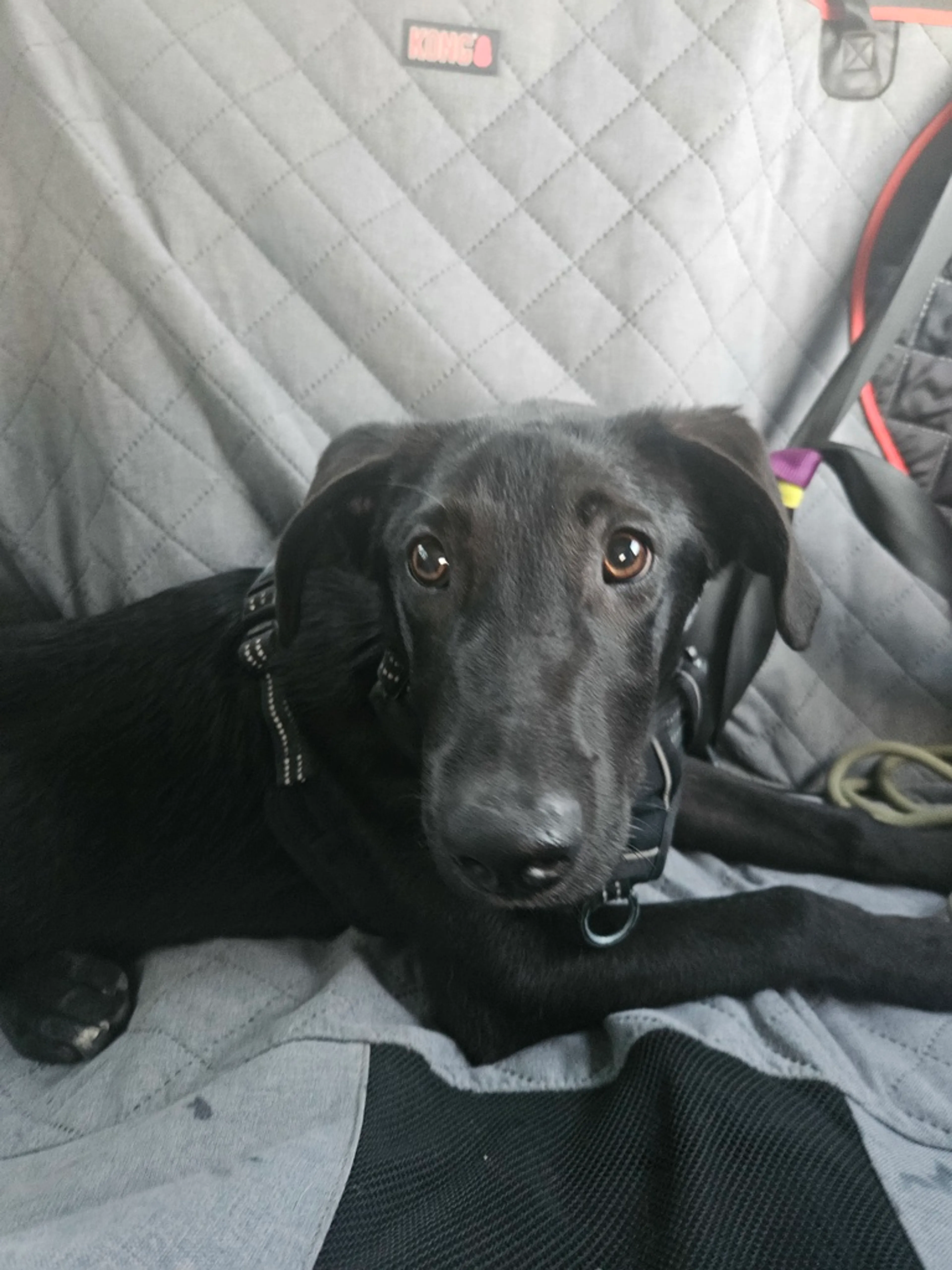 Found pet-1