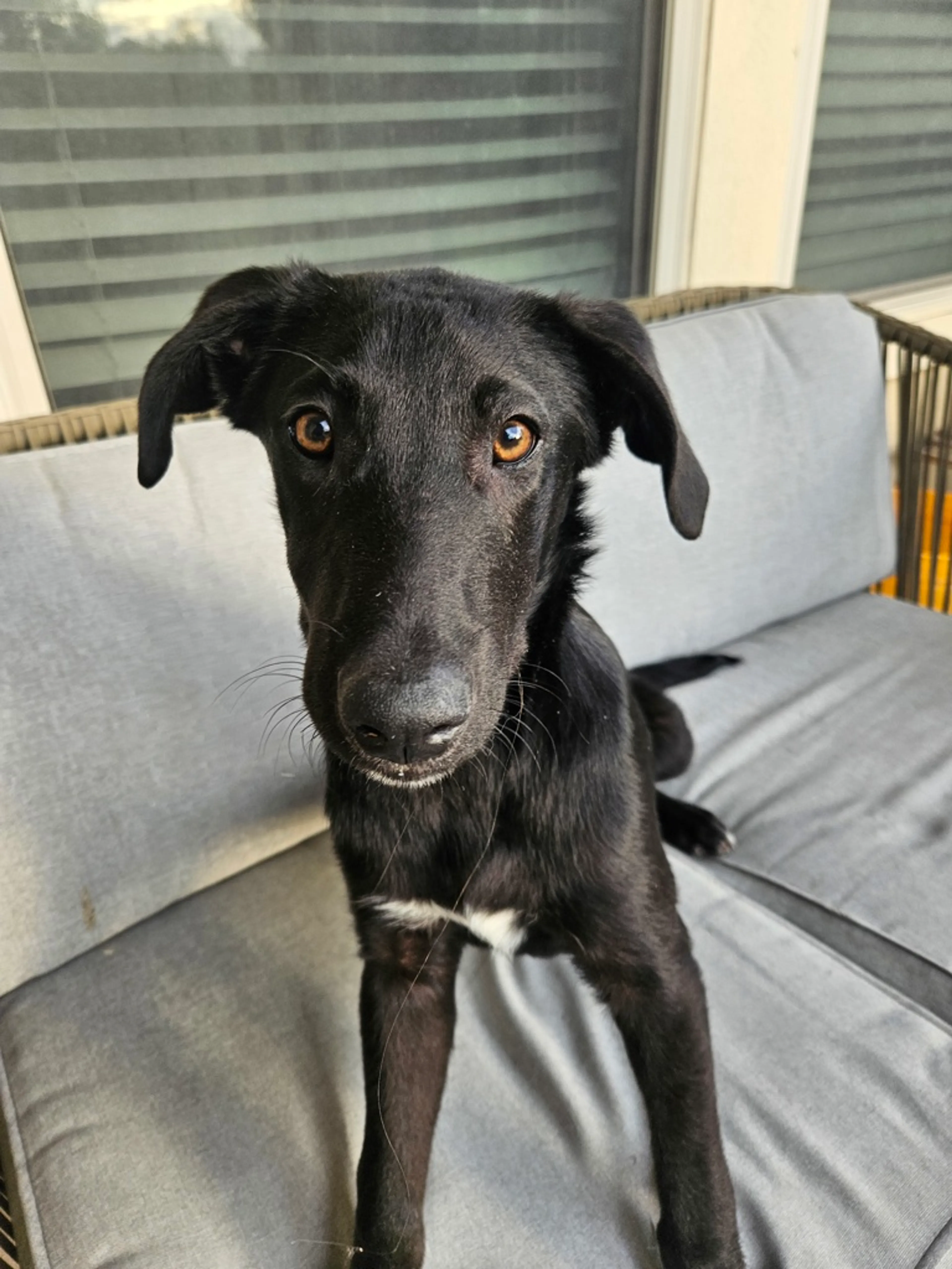 Found pet-5