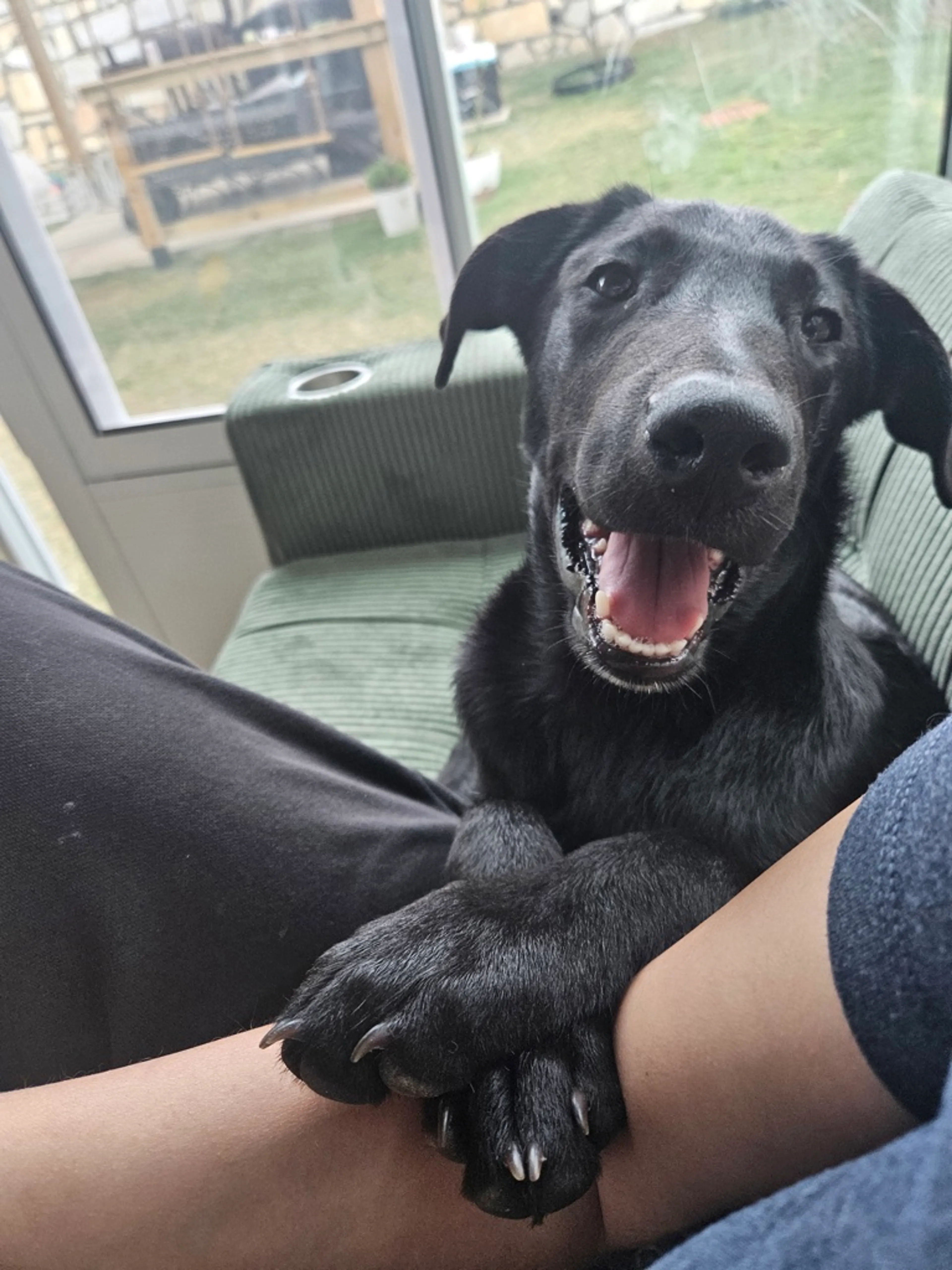 Found pet-2