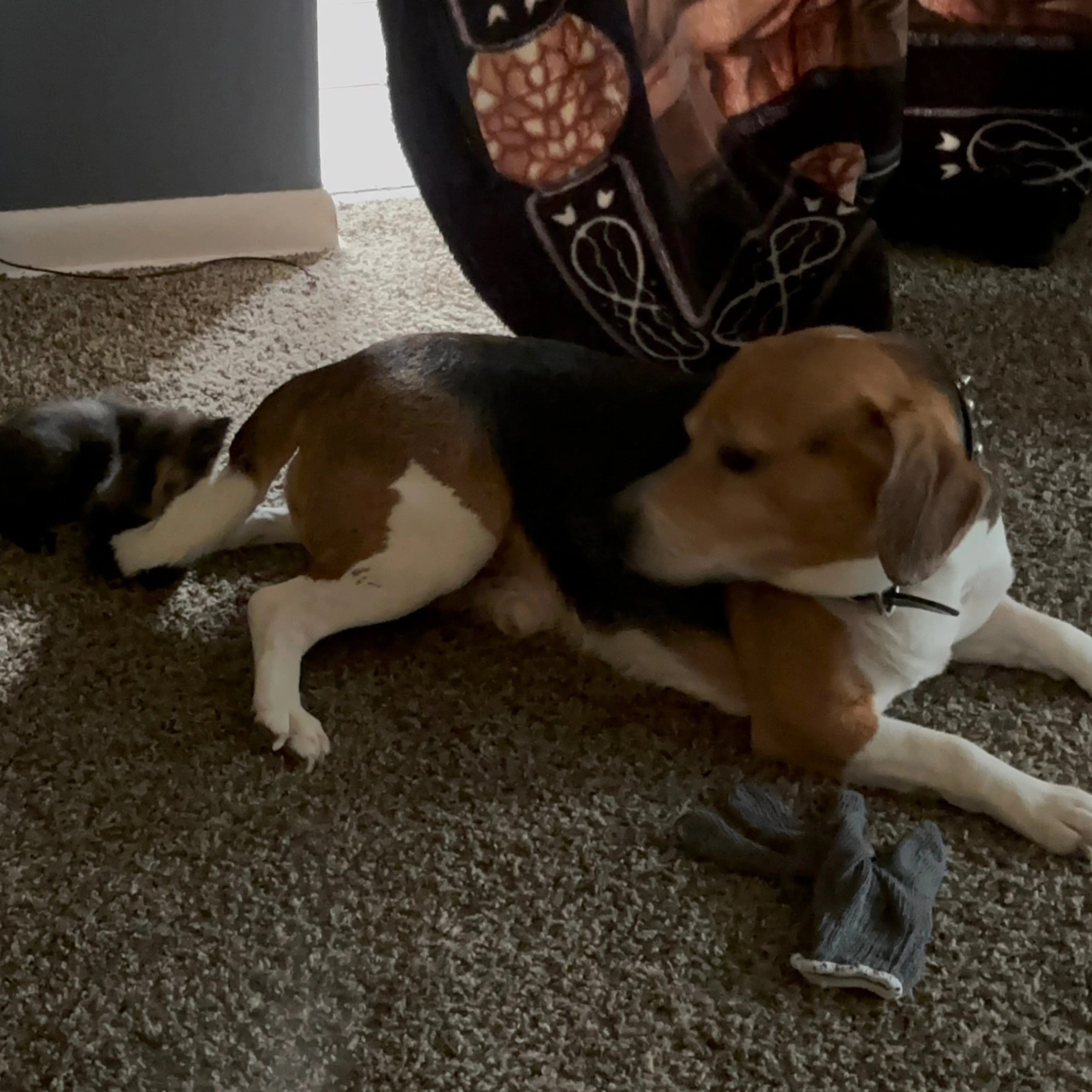 Lost pet-1