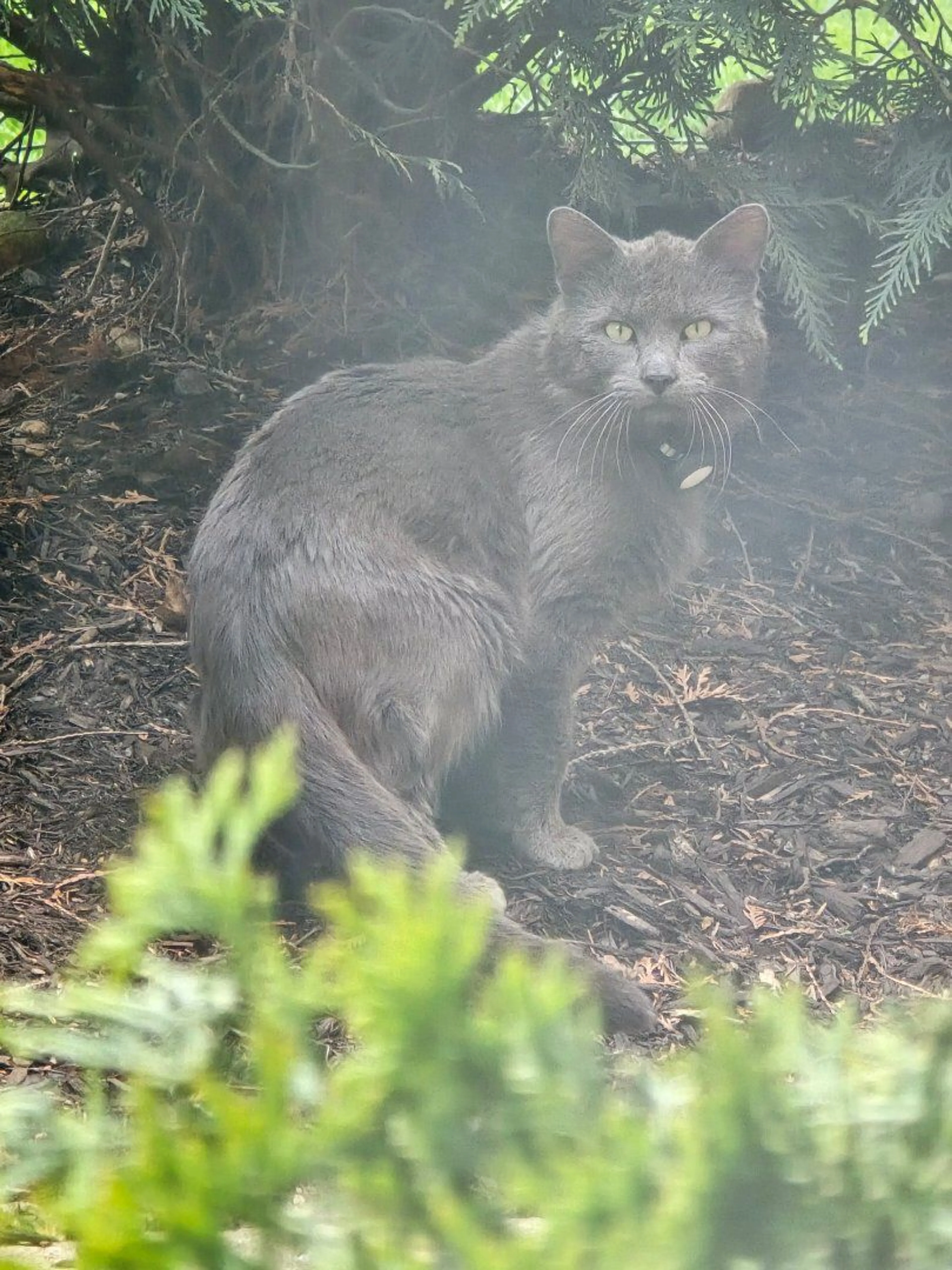 Lost pet