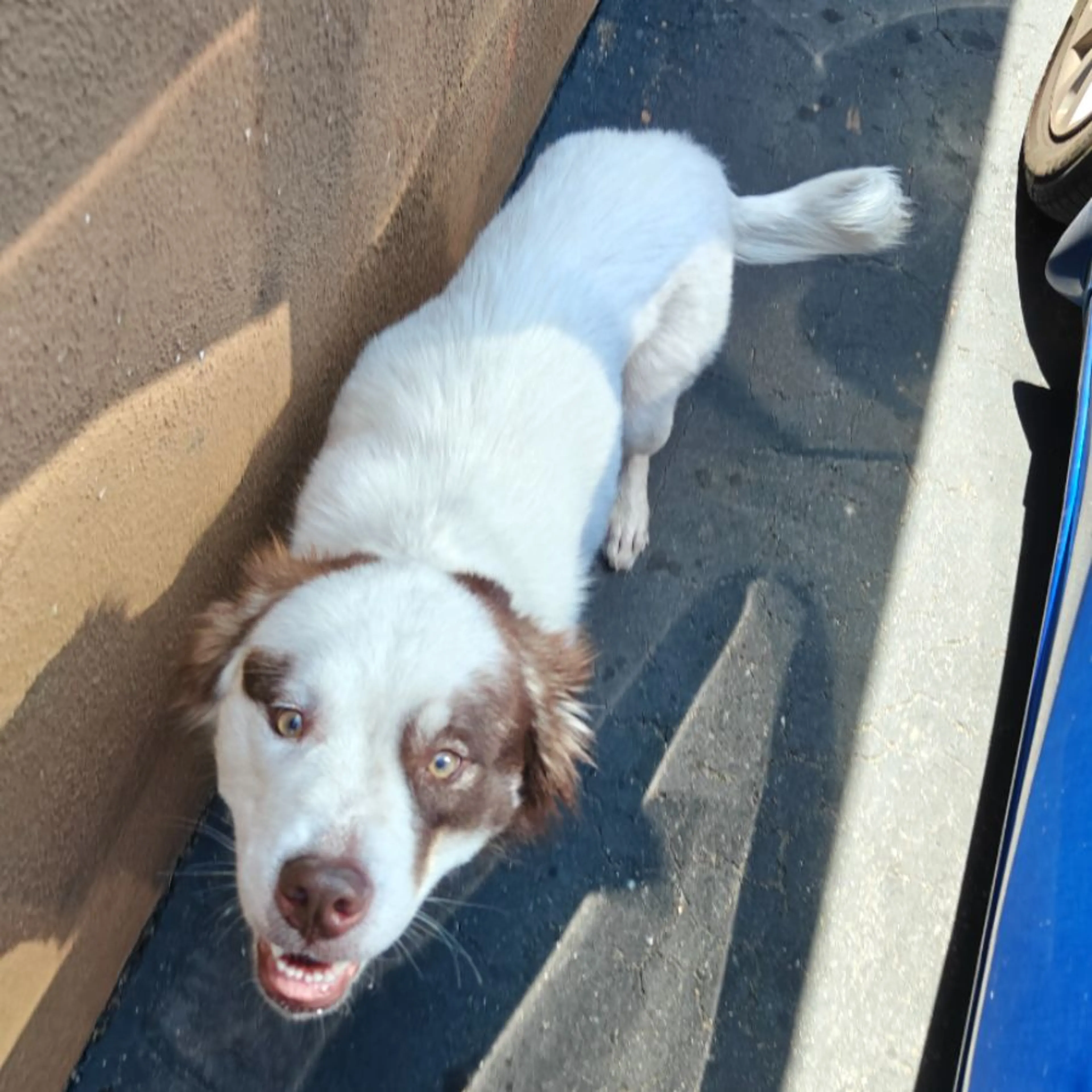 Found pet