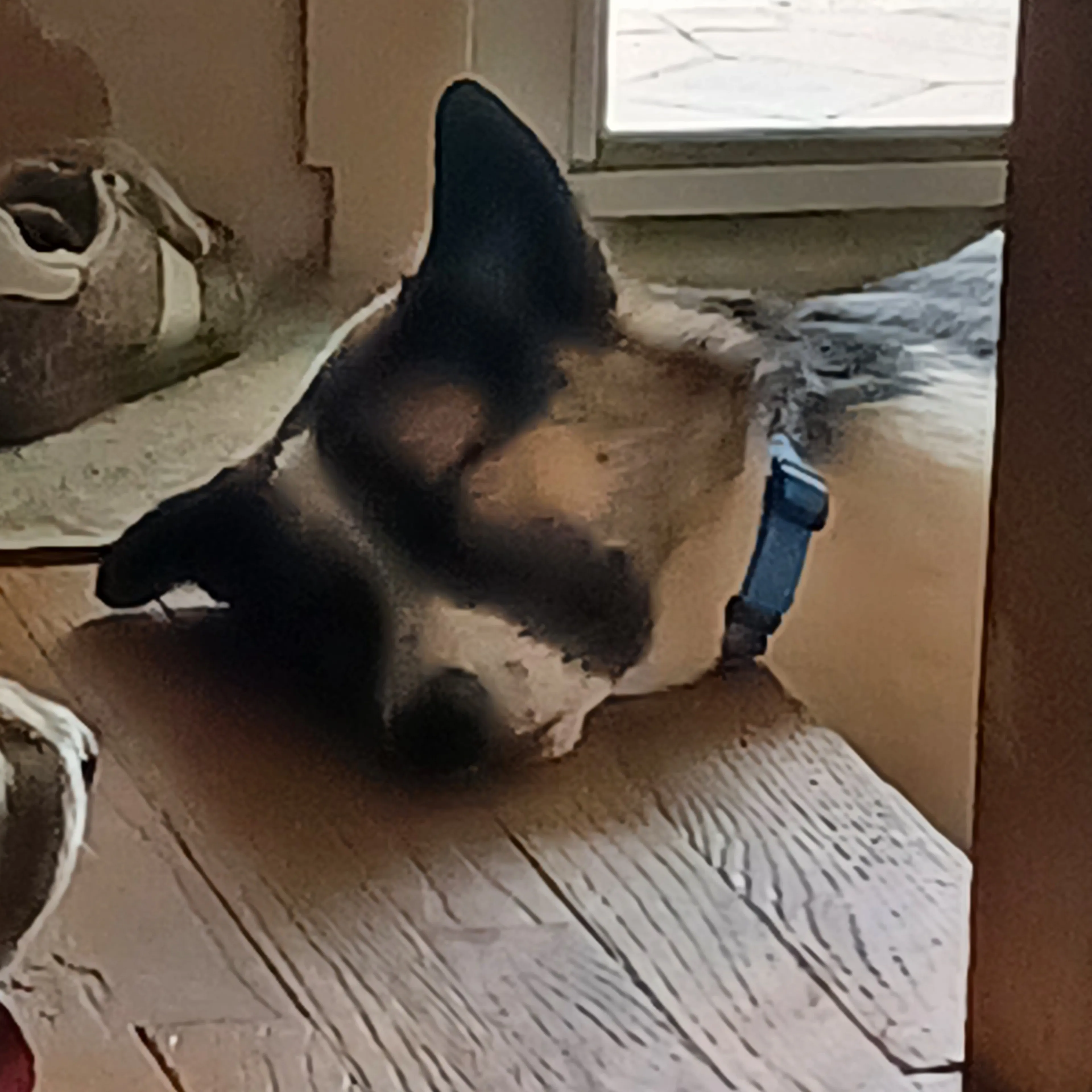 Lost pet-2