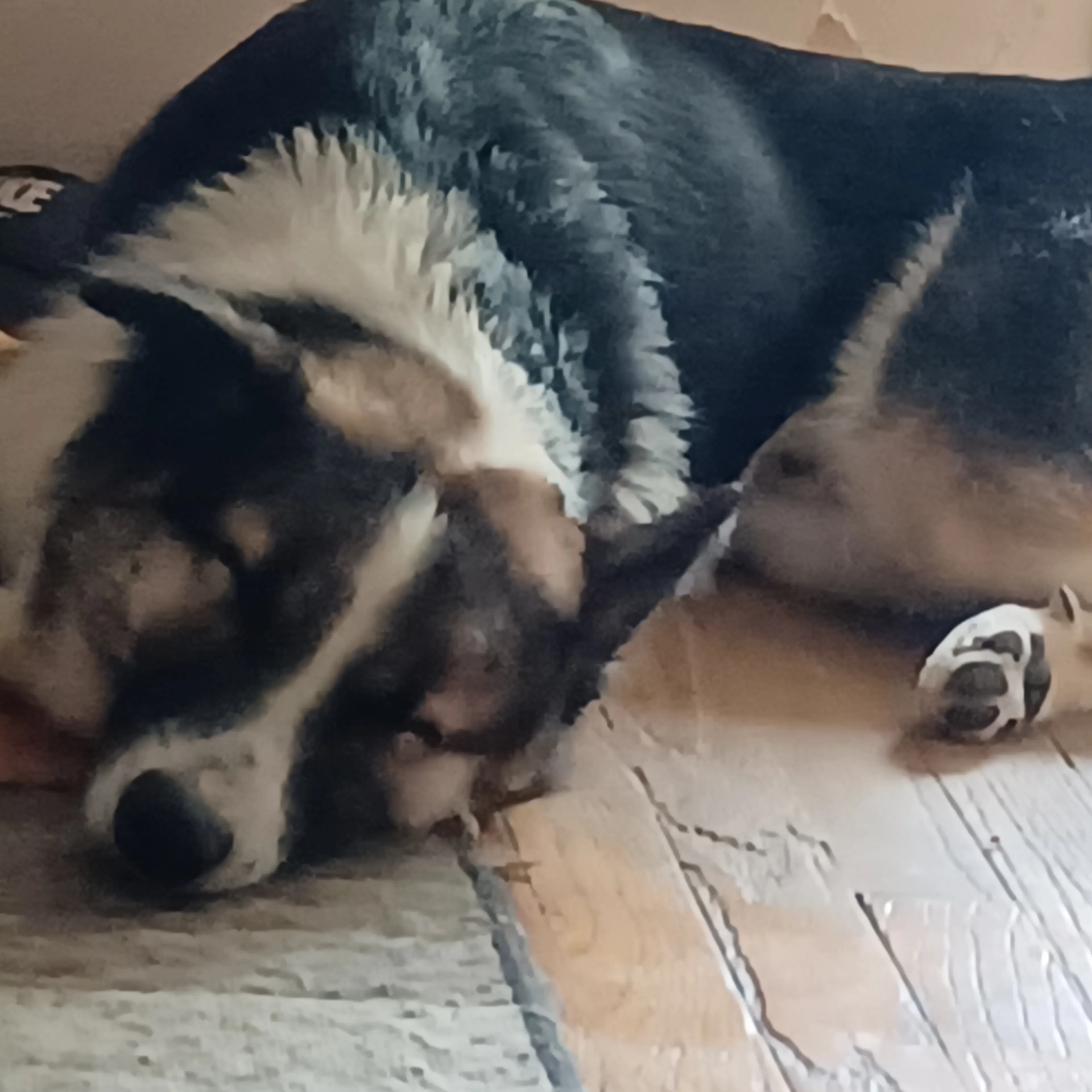 Lost pet-1