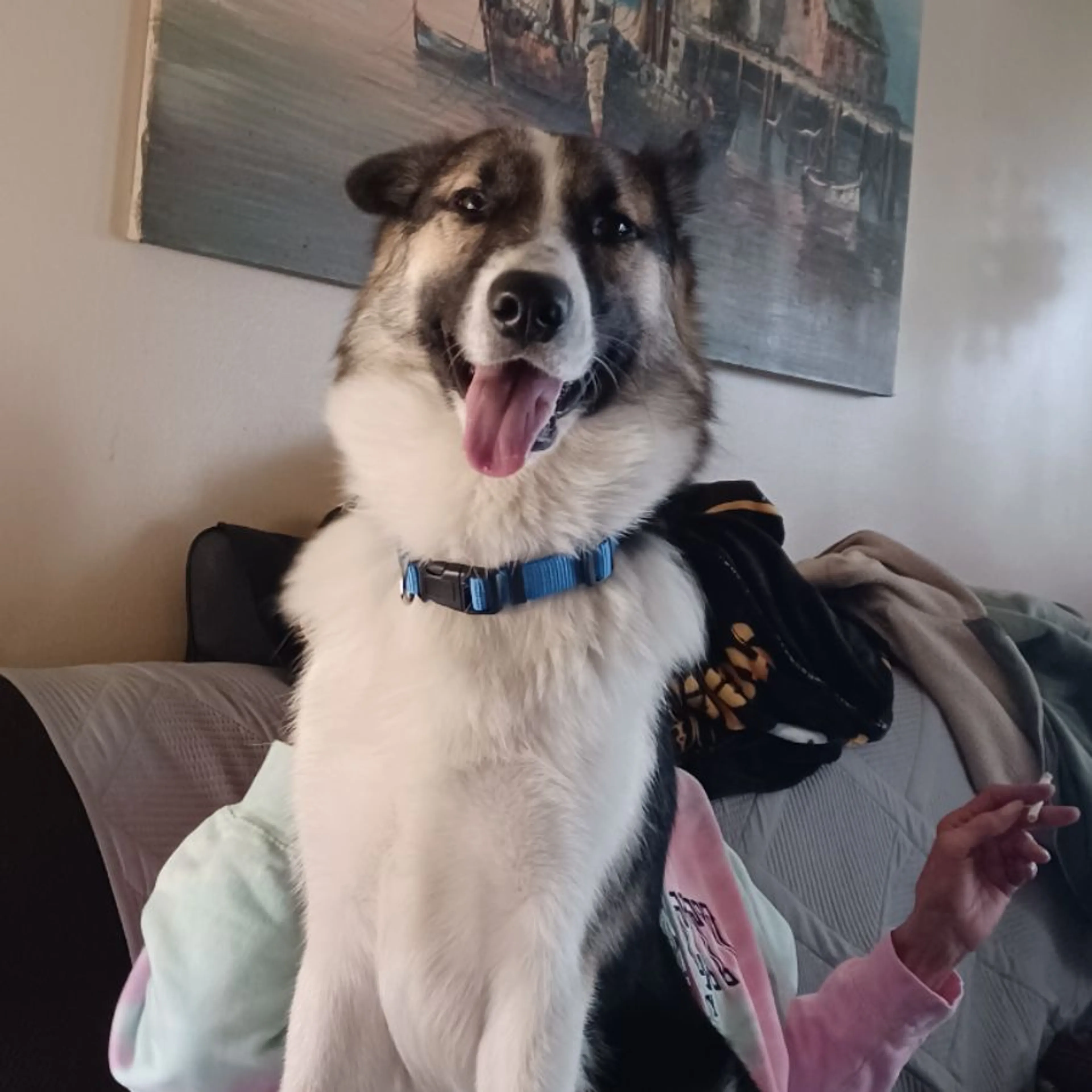 Lost pet-0