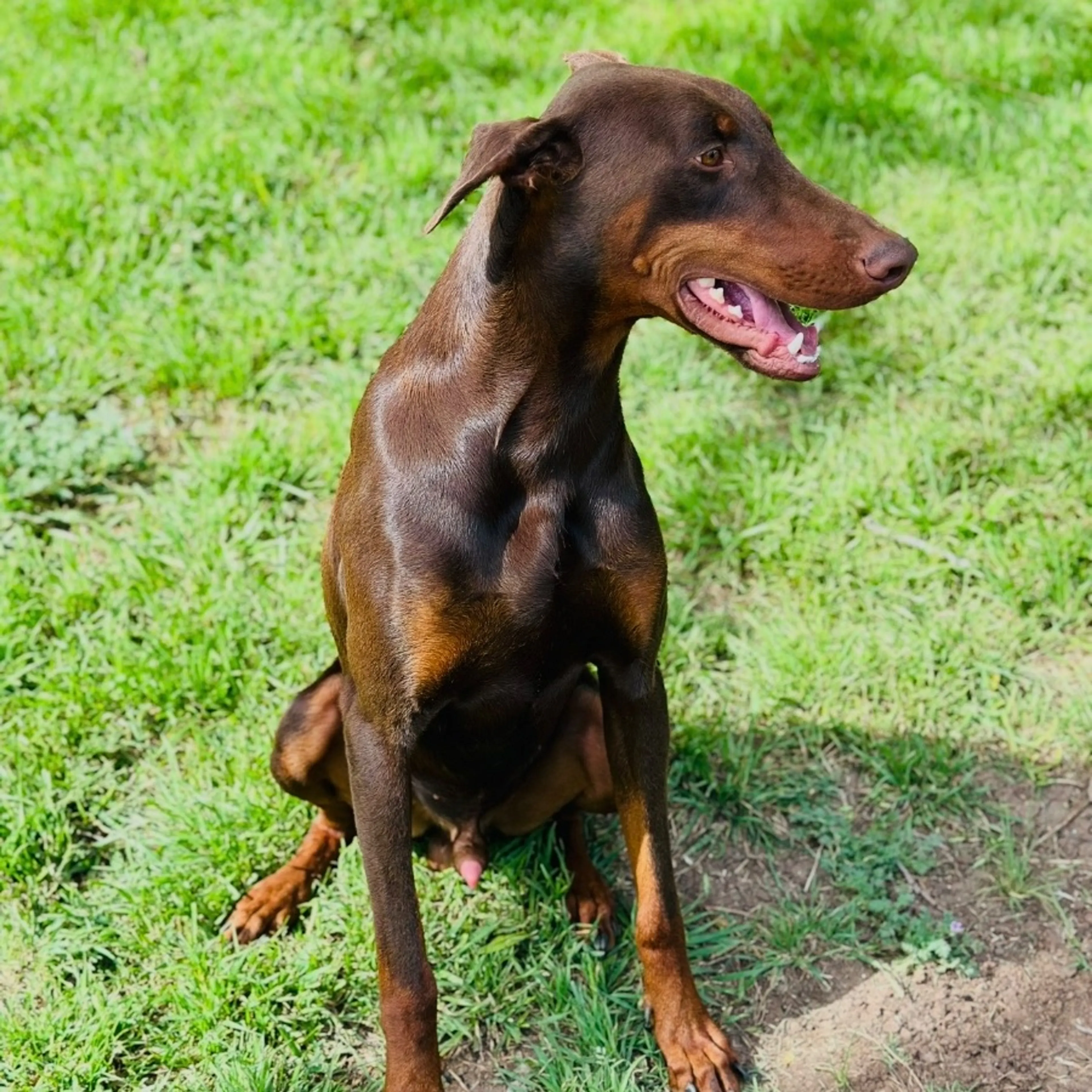 Lost pet