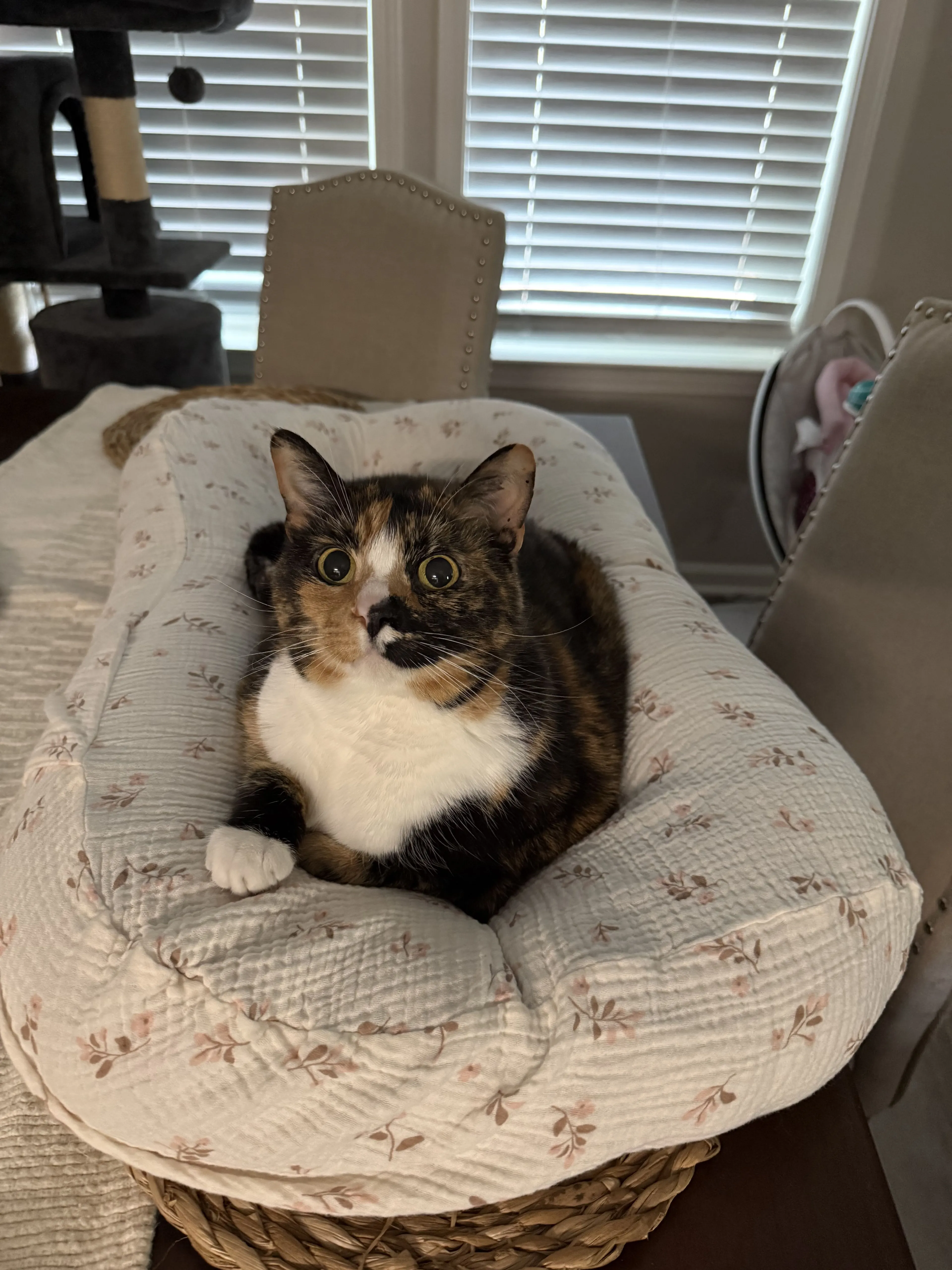 Lost pet-2