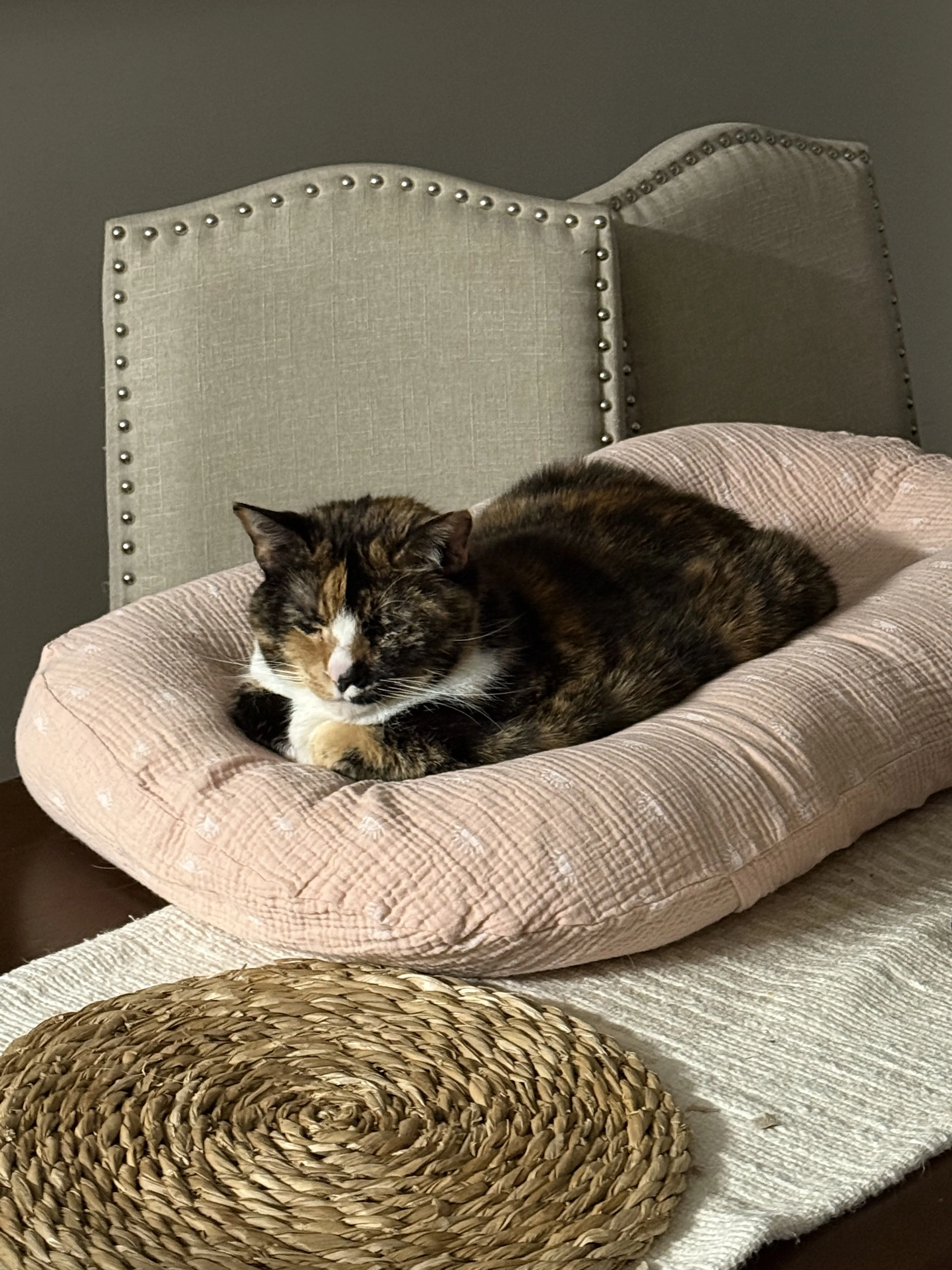 Lost pet-1