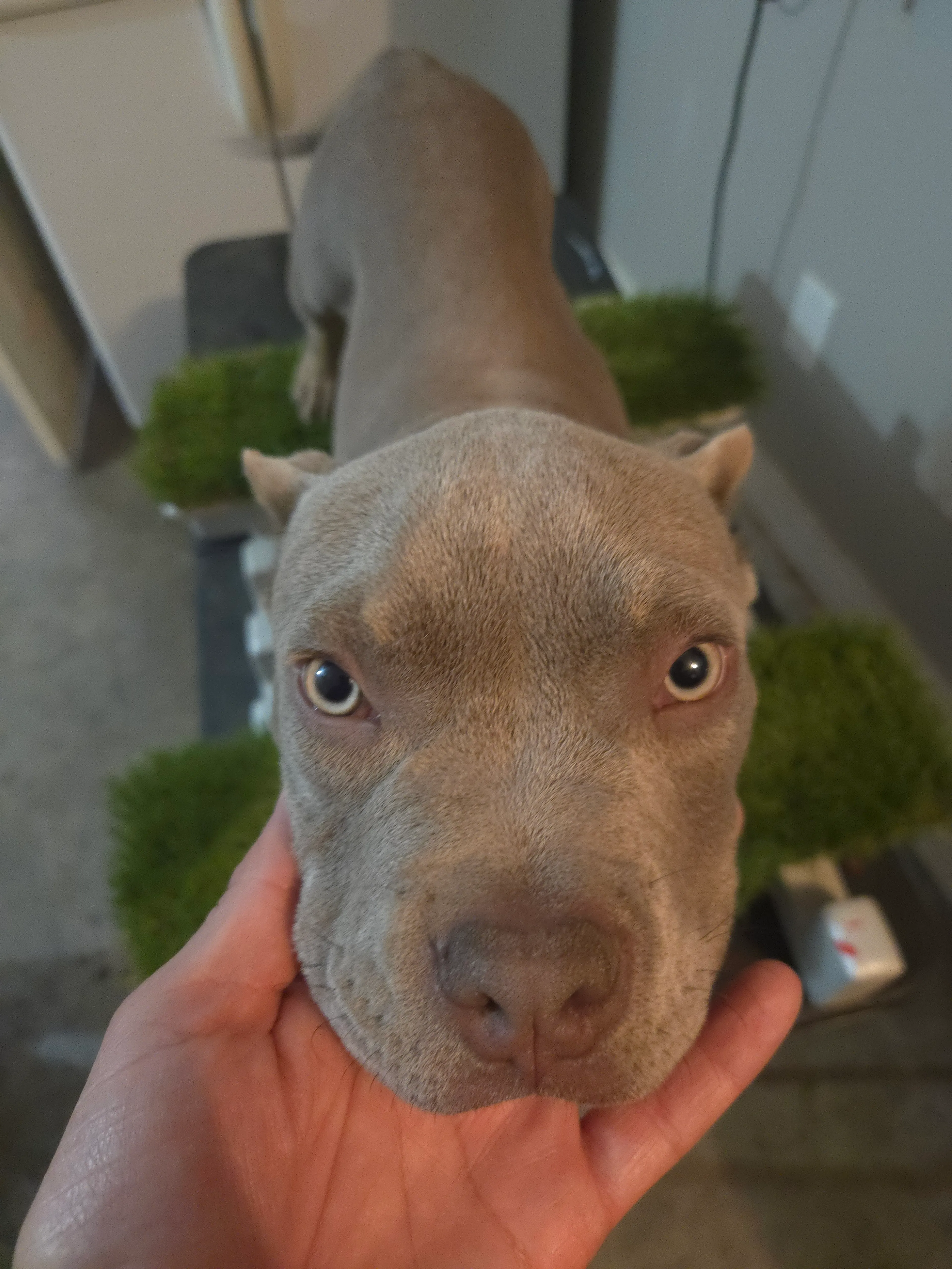 Lost pet