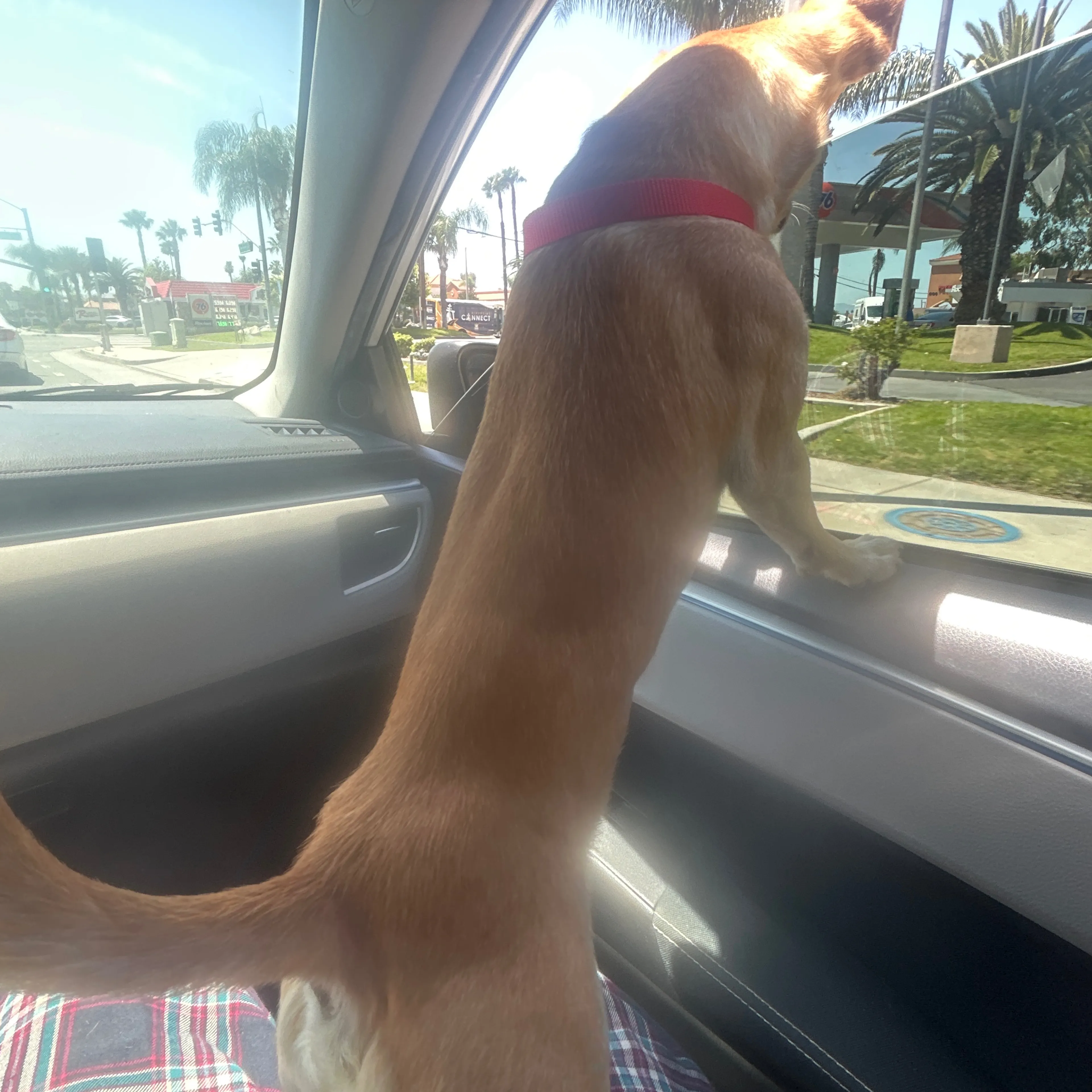 Found pet-1
