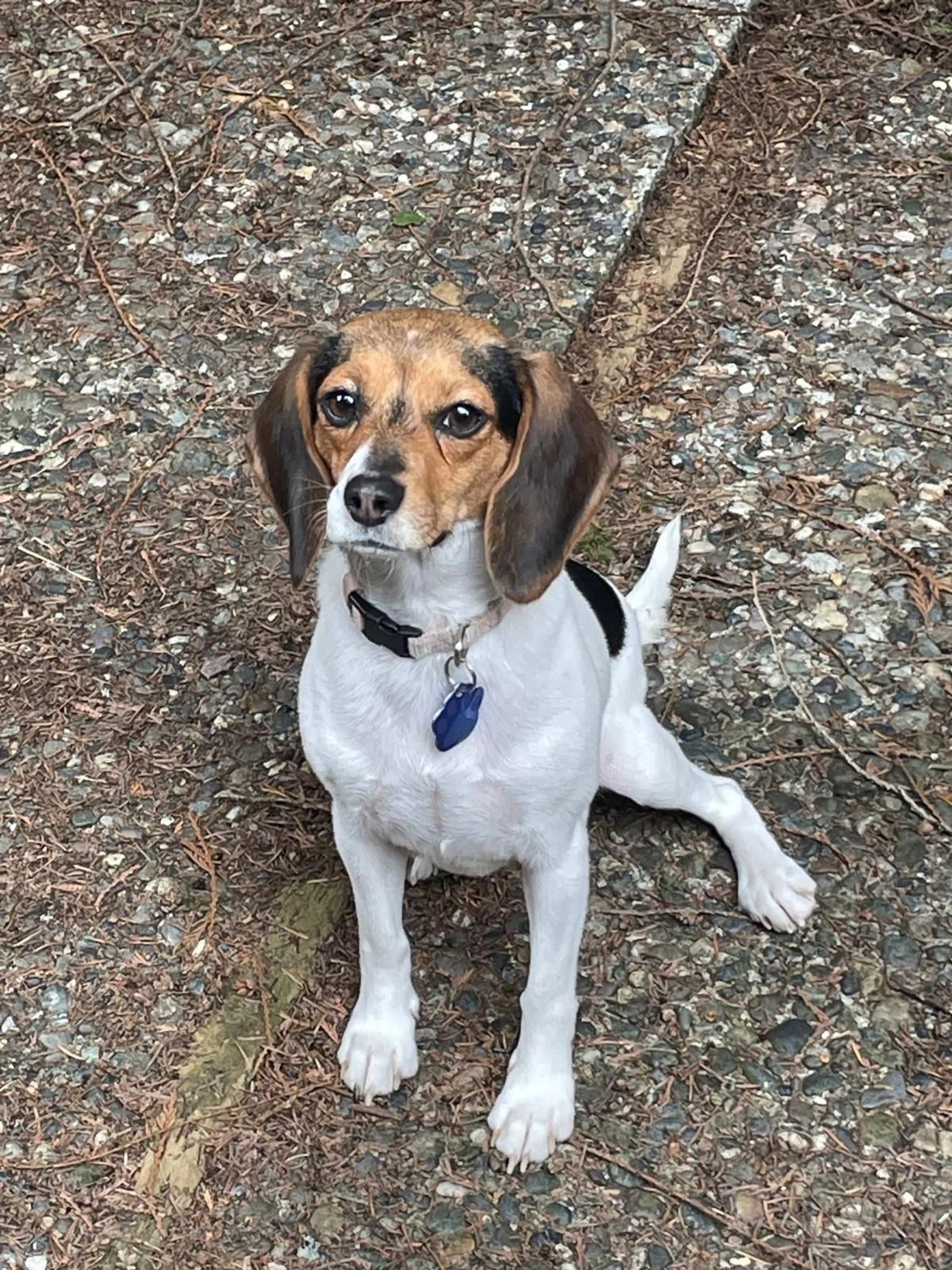 Lost pet