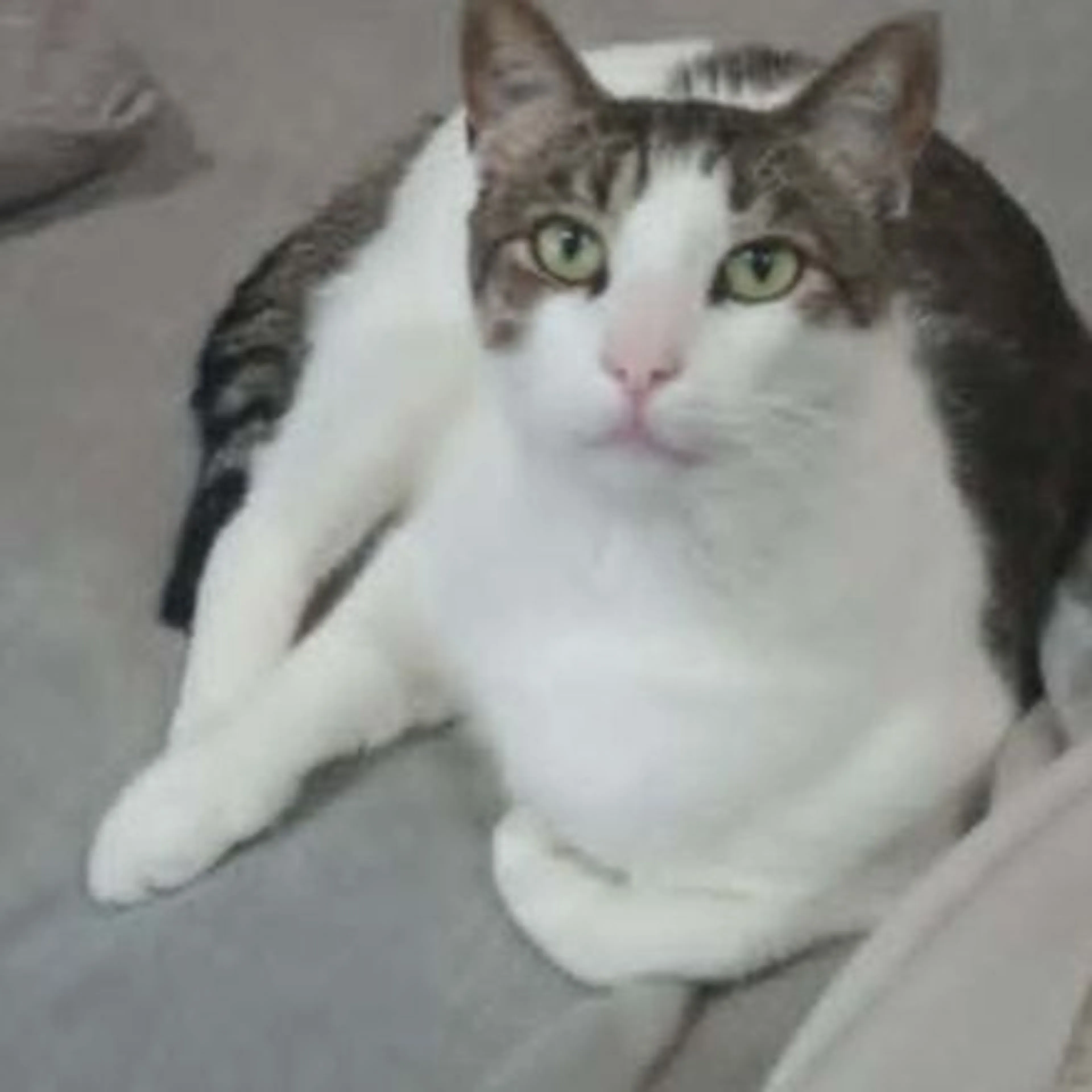Lost pet-0