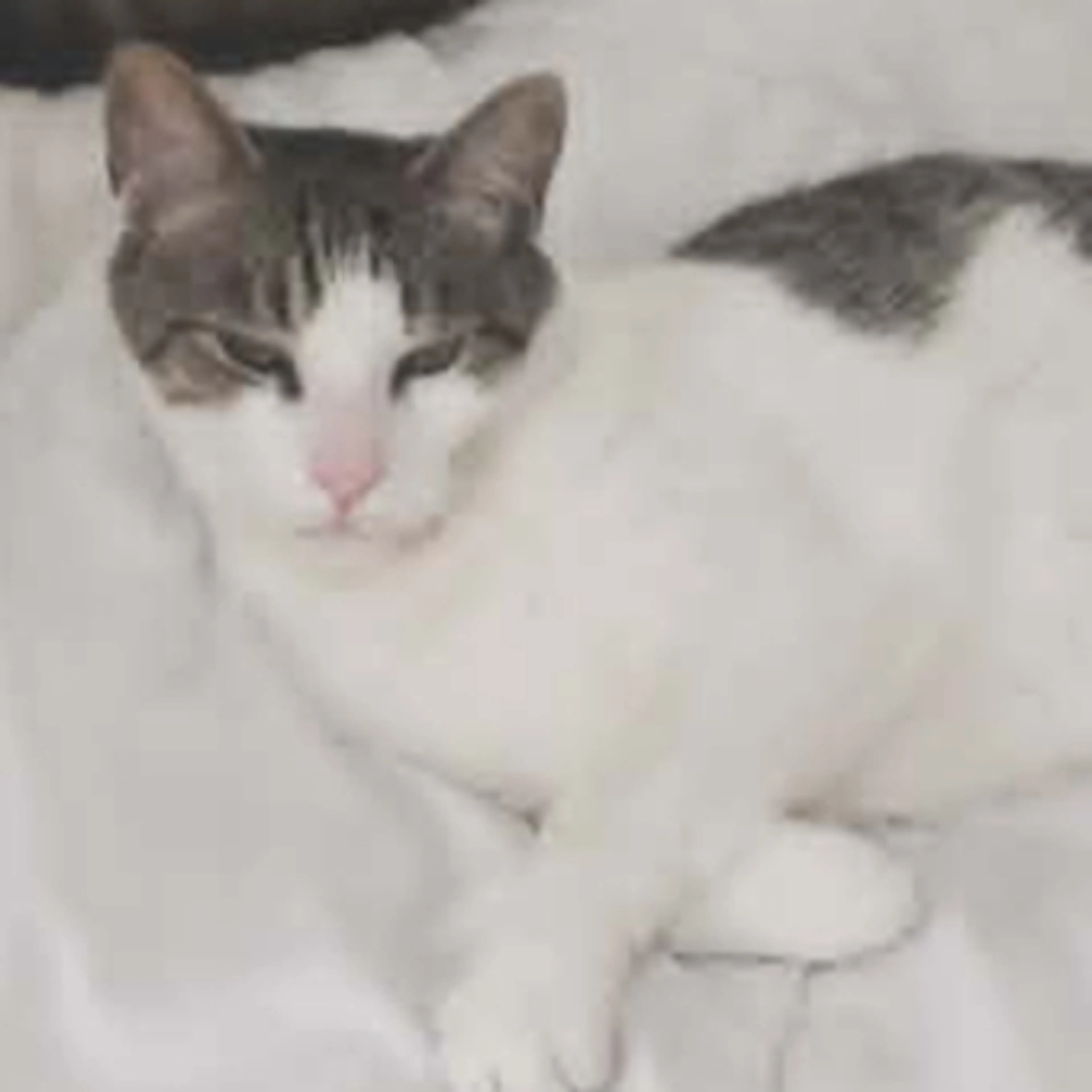 Lost pet-2